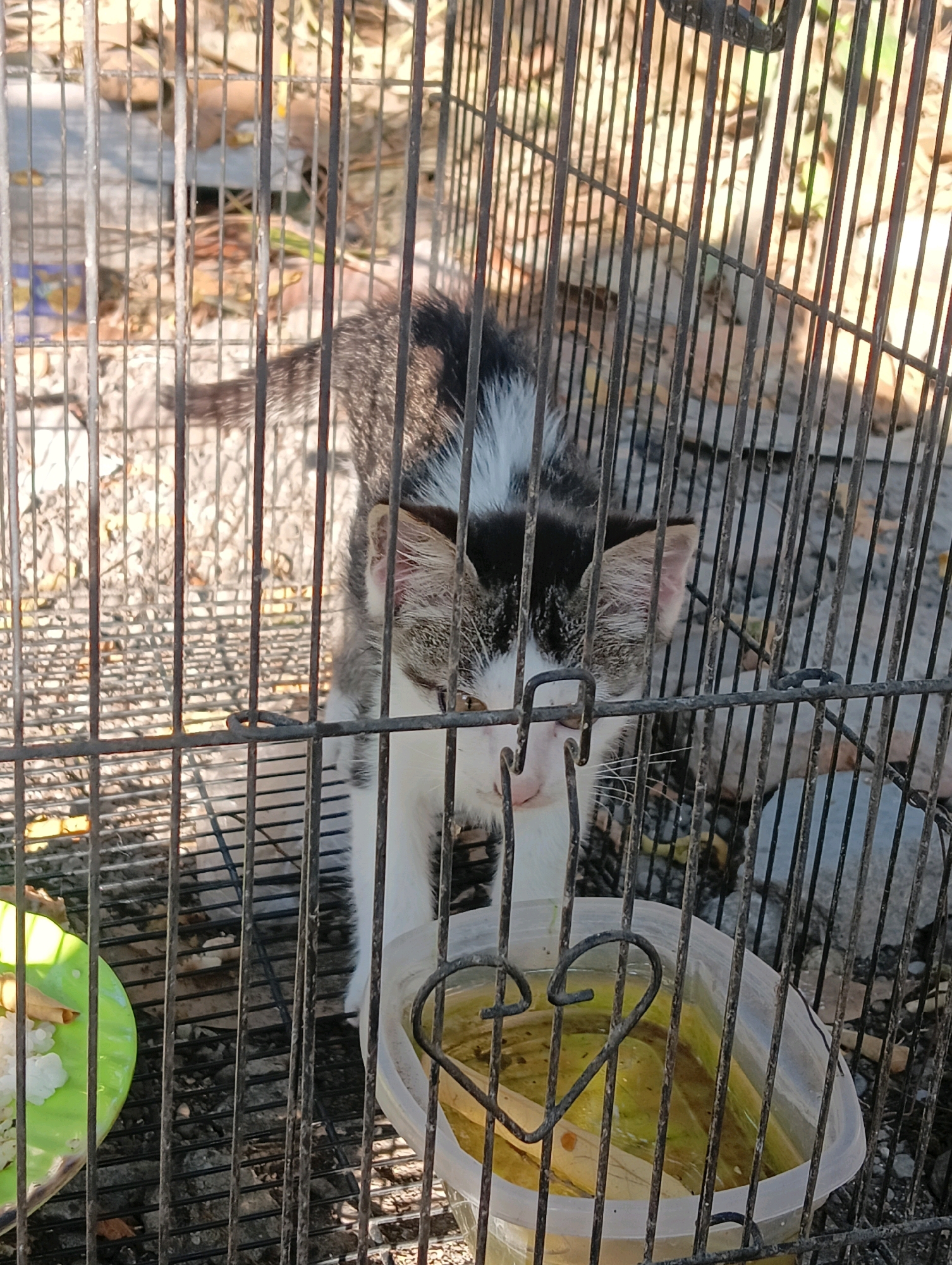 A domestic cat with white, black, and grey tabby markings is contained within a metal cage. The cat is looking towards the viewer. In the cage, to the left, is a green plate with white food, likely rice. To the right, there is a clear plastic container holding yellow liquid and some objects, possibly food or plant matter. The ground within the cage appears to be dirt and gravel, with some fallen leaves. The environment outside the cage is illuminated by sunlight, suggesting it is daytime. The image was taken in Sukosari, Indonesia.