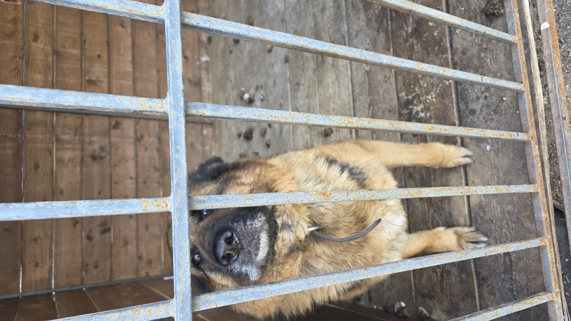 A large dog is inside a metal cage, the cage is made of metal bars, painted blue. The dog's head is in the foreground, its body stretches back into the cage. The floor of the cage appears to be made of wooden planks. Beyond the cage is a wooden wall. The image appears to be taken from an elevated perspective, looking down into the cage. The dog has brown and black fur. No people are visible in the image. The location is unknown and I am unable to confirm that this picture takes place in Bulgakovo, Russia.