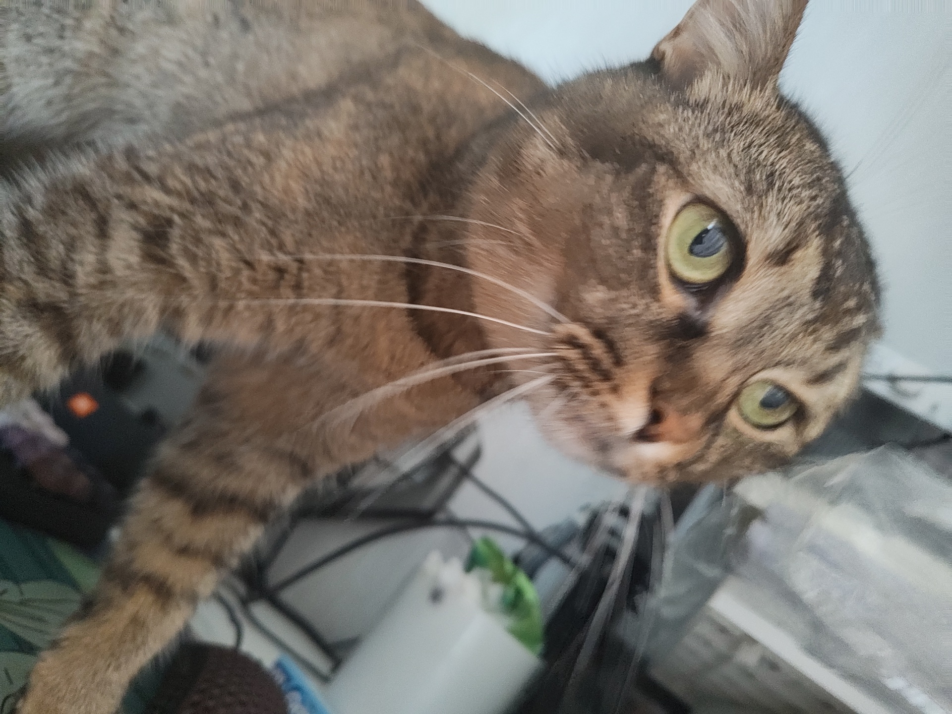 The image shows a close-up of a tabby cat lying down. The cat has green eyes and brown and black stripes on its fur. Its left front paw and leg are visible, also with striped fur. The cat's face is slightly blurred due to the shallow depth of field, and its whiskers are prominent. The background is out of focus and appears to be a cluttered surface with various objects, including wires and what looks like computer equipment. The lighting is artificial, casting a soft glow on the cat's fur.
The image does not contain any information that would allow for the identification of its location in Il’inskiy, Russia, or any other specific geographical area.