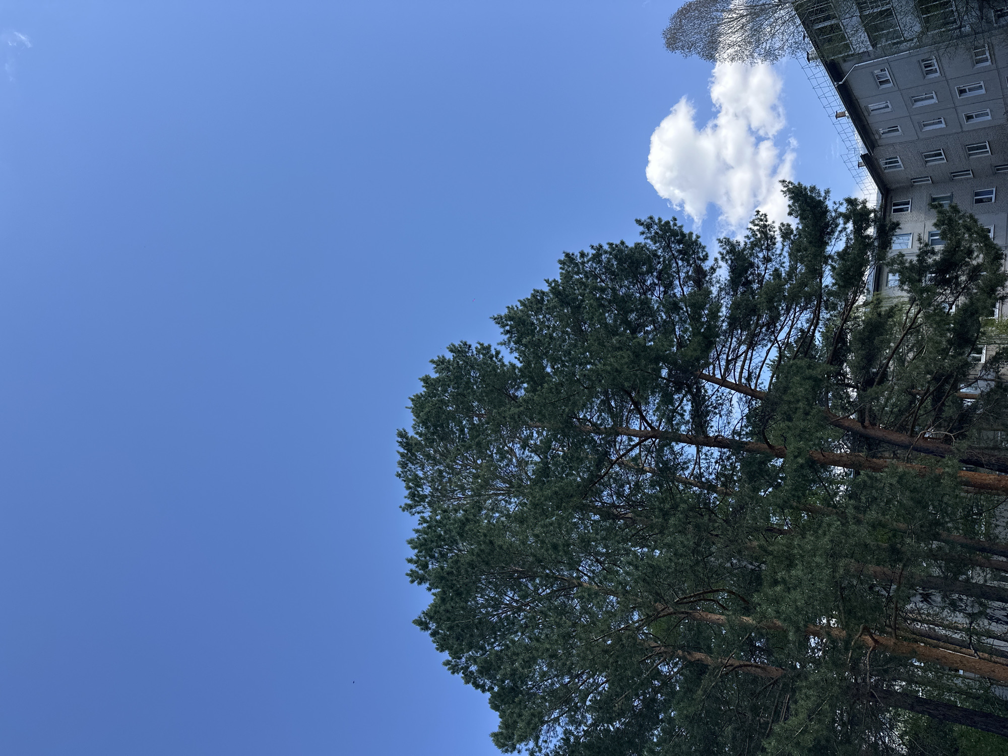 A low-angle shot of a blue sky with a few white clouds. A tall, green pine tree occupies the right side of the frame, with a building partially visible behind it. The building is light gray with rows of windows. The location is likely in Sayansk, Russia, based on the request.