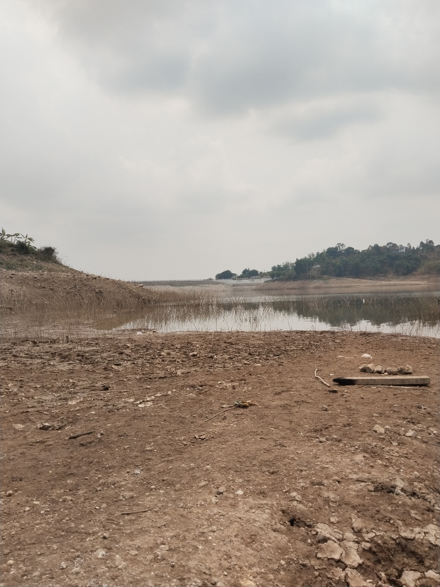 The image depicts a dry, cracked earth landscape leading to a body of water under an overcast sky. The foreground is dominated by arid, reddish-brown soil littered with small stones and dried vegetation. In the mid-ground, a body of water reflects the cloudy sky, with dry reeds protruding from its surface. The left bank of the water appears dry and eroded, with some sparse vegetation, including what look like banana trees at the crest. The right bank features a dense line of trees and foliage, with a few buildings visible nestled within the greenery. In the far distance, a long, linear structure, possibly a dam or bridge, spans across the water. On the dry ground in the right foreground, a few stones are arranged in a line next to a dark, elongated object, possibly a piece of wood or debris. The overall impression is one of drought or low water levels, with a stark contrast between the parched land and the reflective water. This scene is located in Jatirejo, Indonesia, a region known for its natural reservoirs.