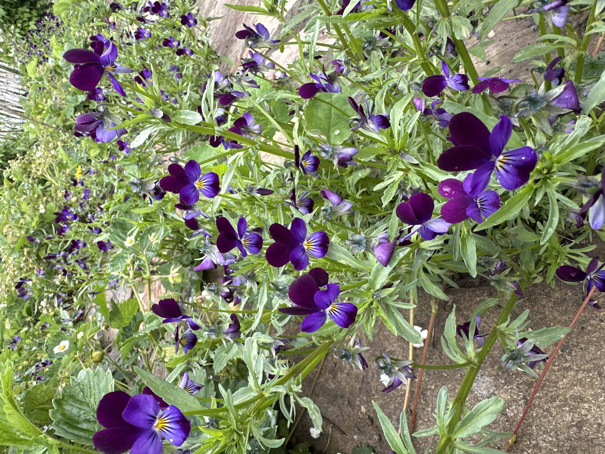 A cluster of dark purple violas with yellow and white centers are in bloom. The flowers are growing in a dense garden bed with green leaves and stems. Some small white flowers and green strawberry fruits are also visible. The ground beneath the flowers is a rough, sandy texture, and a thin red wire is visible running through the scene. The background is blurred and shows more of the garden and some tall, thin bamboo-like stalks. The lighting is diffused, suggesting an overcast day. The image is taken from a slightly elevated angle, looking down into the flower bed.