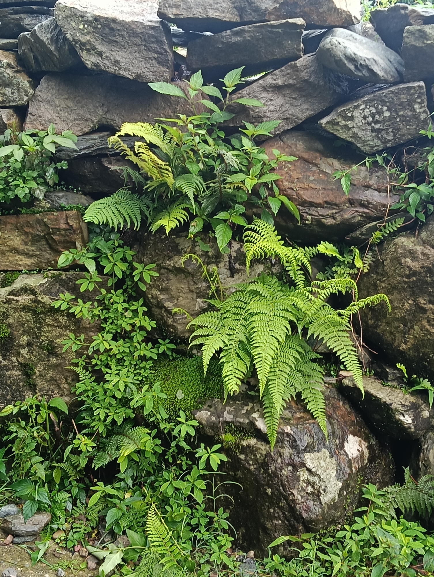 A close-up, vertical, eye-level shot captures a section of a dry-stacked stone wall partially covered in various green plants, including ferns and smaller leafy vegetation. The stones are rough, angular, and vary in color from gray to reddish-brown, with some exhibiting patches of lichen. The plants appear healthy and are growing densely in the crevices and on the surface of the wall. The lighting suggests an overcast day or shade, resulting in soft shadows and muted colors. There are no people or animals visible in the frame. The scene depicts a natural, overgrown section of stonework, possibly in a garden or a rural setting. The image does not provide any specific visual cues to pinpoint a location within the city of Haini, India.