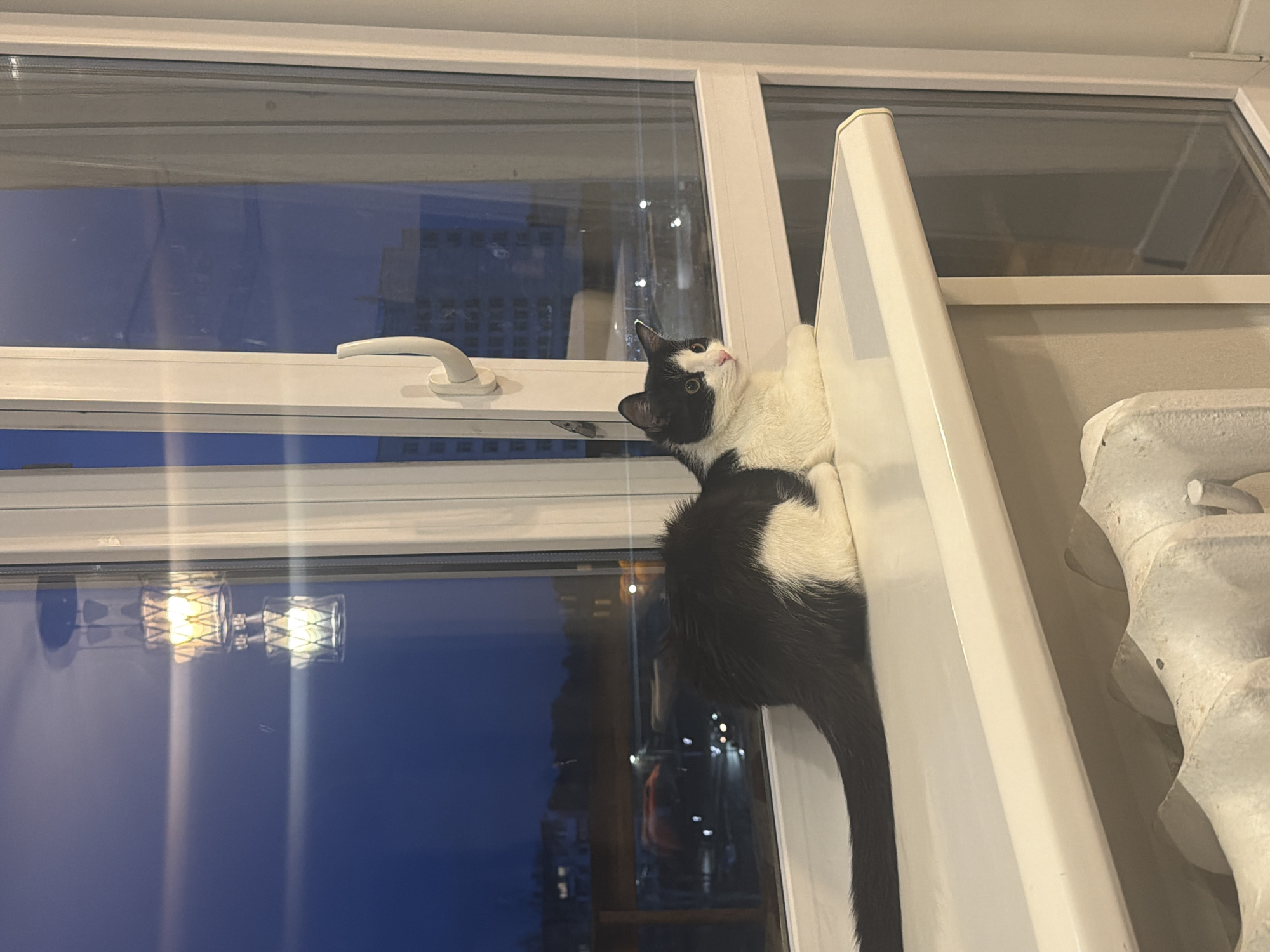 A black and white cat is perched on a white shelf in front of a window. The window reflects the lights of the city of Chaikovsky, Russia, at night. A white object sits on the shelf beside the cat.