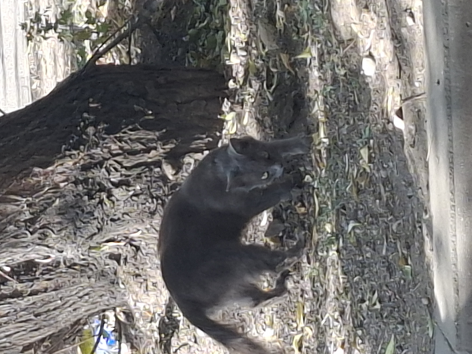 A grey cat is walking in an outdoor environment with a large tree trunk and fallen leaves on the ground. The cat is facing towards the left of the frame, with its head lowered and its body bent. The ground is covered in dry leaves and dirt, and there is a sidewalk or paved area in the foreground. The image appears to be taken during the daytime. There is no specific information about the location in Almaty, Kazakhstan.