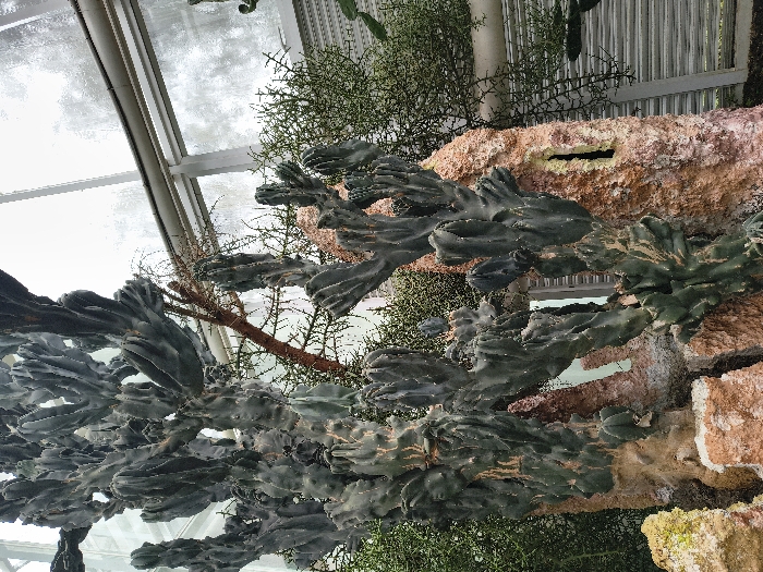 A lush cluster of cereus cacti sprawls, its arms branching and twisting with a grayish-green hue. They are supported by a structure with a textured, rocky surface in shades of brown, orange, and white. Wispy greenery fills the space behind the cacti, and a glimpse of a greenhouse ceiling is visible at the top of the frame. The image is rotated, presenting a slightly disorienting, upward view.