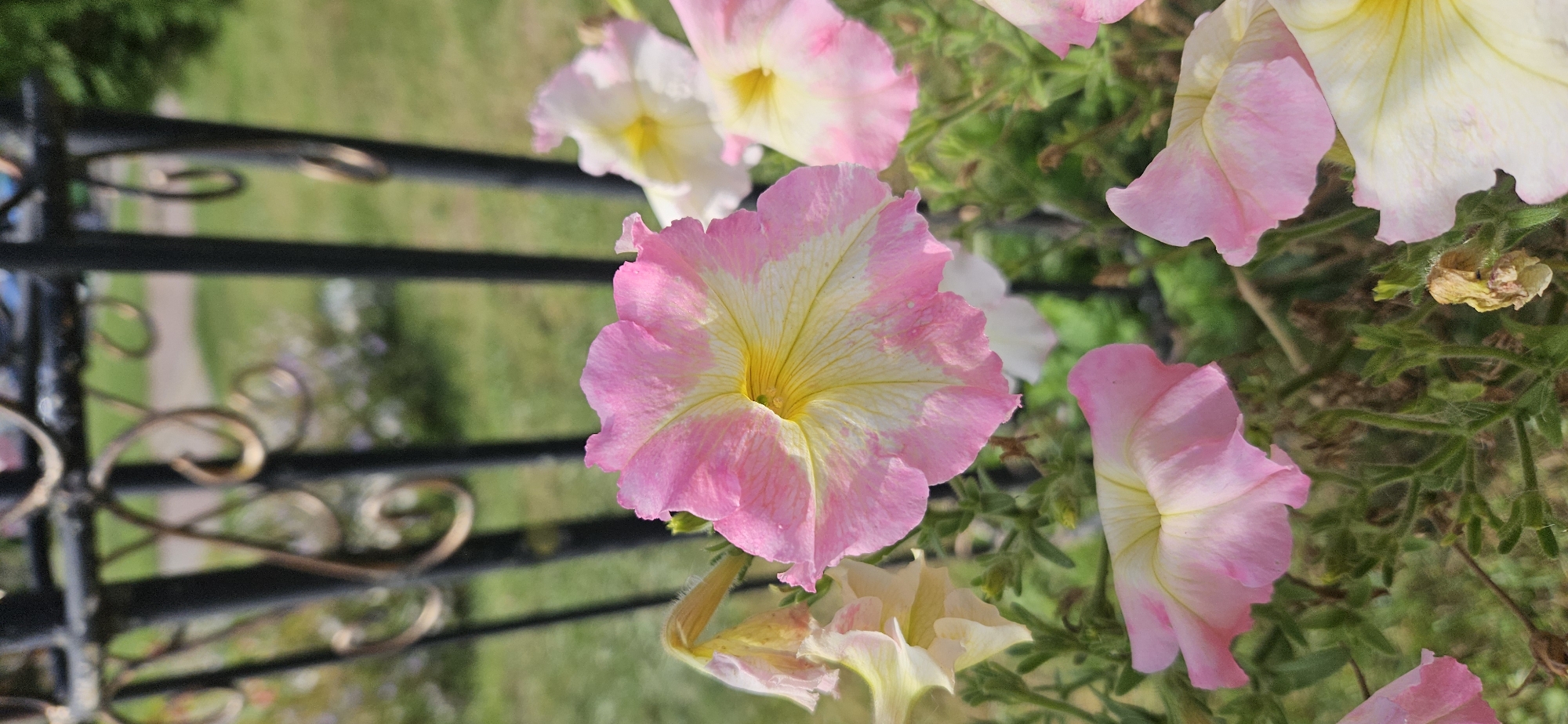 The image depicts a close-up view of several pink and white petunia flowers in bloom. The flowers are in various stages of opening, with some fully bloomed and others just starting to unfurl. The petals are delicate and ruffled, with a gradient of pink and white coloring, and some yellow at the center. The flowers are set against a background of green foliage and a blurred black wrought iron fence. Beyond the fence, a grassy area and hints of other vegetation are visible. The lighting suggests it is daytime, likely outdoors in a garden or park setting. The image appears to be taken from a slightly elevated position, looking down at the flowers. There are no people or animals visible in the image. The scene is peaceful and natural.