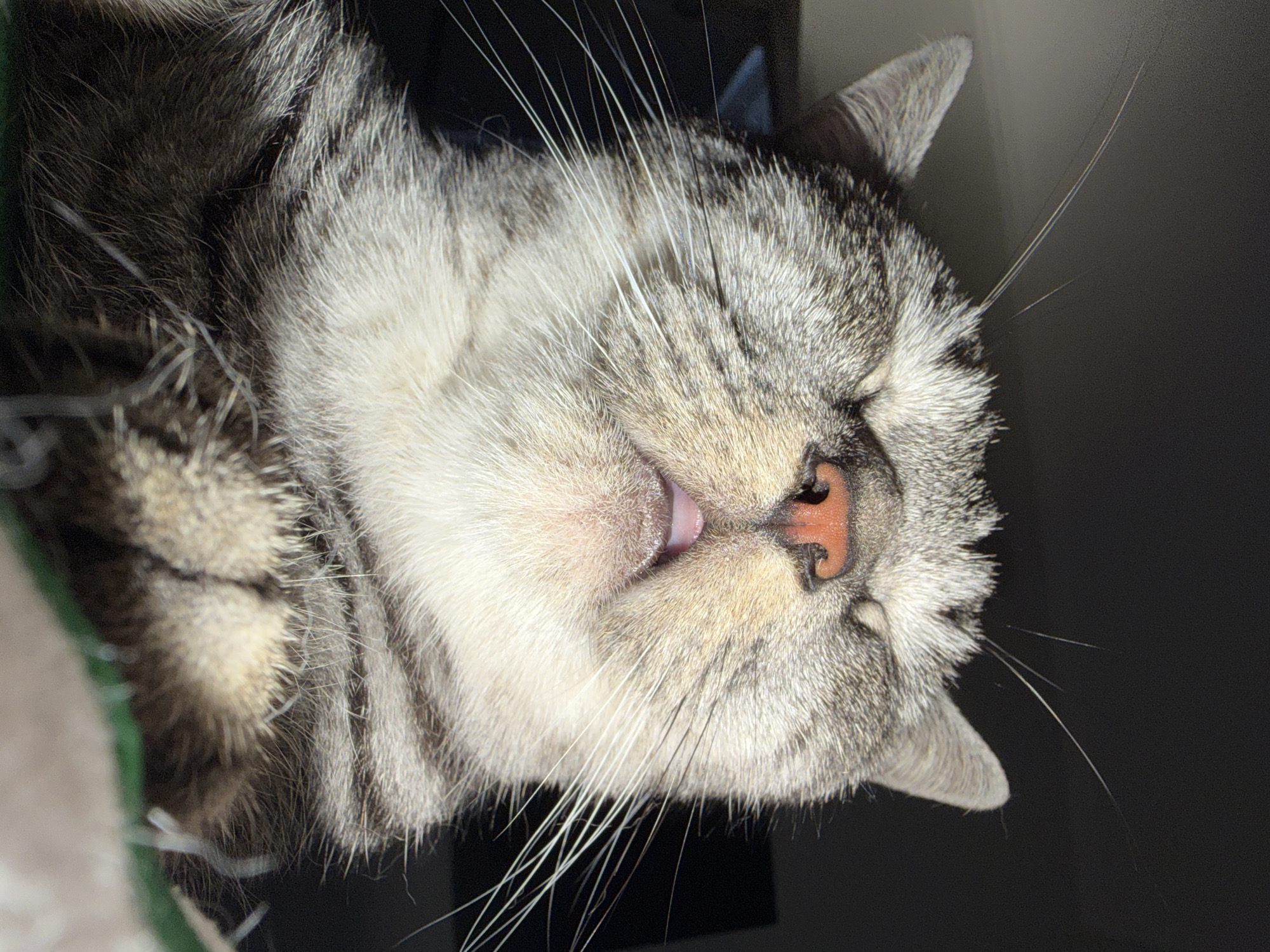 The image depicts a close-up of a gray tabby cat sleeping on its side. The cat's eyes are closed and its mouth is slightly open, revealing its tongue. The cat's fur is patterned with gray and black stripes. Long white whiskers are visible around its face. The background is dark, with a hint of green on the left side of the frame. No information regarding Yuzhny, Russia is available in the image.