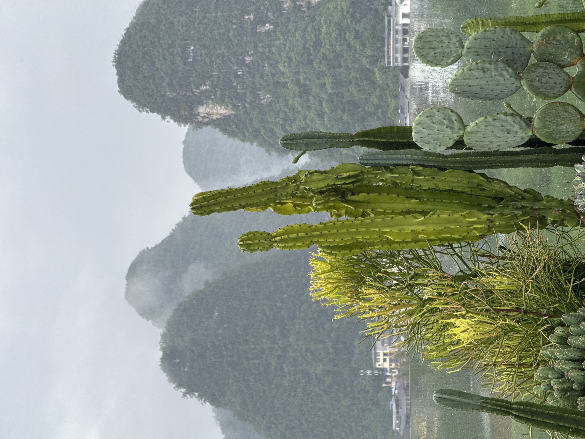 The image shows a collection of cacti in the foreground with a mountainous landscape and urban structures in the background. The cacti vary in size and type, including prickly pear-like plants and tall, columnar cacti. The background reveals tree-covered mountains partially obscured by mist or fog, typical of the karst landscape of Guilin, China. A few buildings are also visible near the water. The general atmosphere is overcast and possibly rainy, giving the scene a muted color palette. The image appears to be taken from an elevated vantage point.