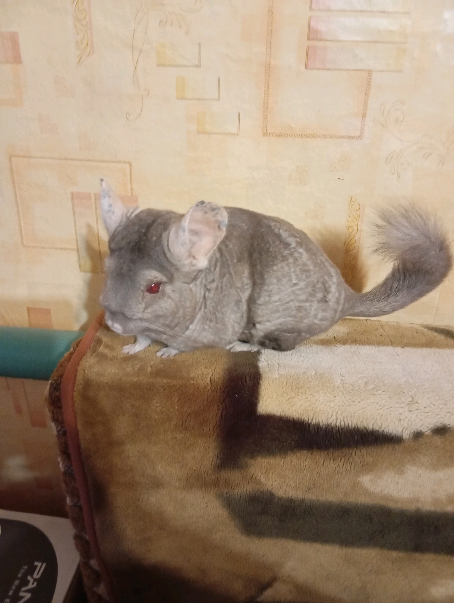 A chinchilla with grey fur and red eyes sits on a textured, brown and beige surface. The chinchilla is facing left, with its ears perked up and its tail extended behind it. The background is a light-colored wall with a subtle pattern. No location in the city of Adagum, Russia, can be identified from the image.