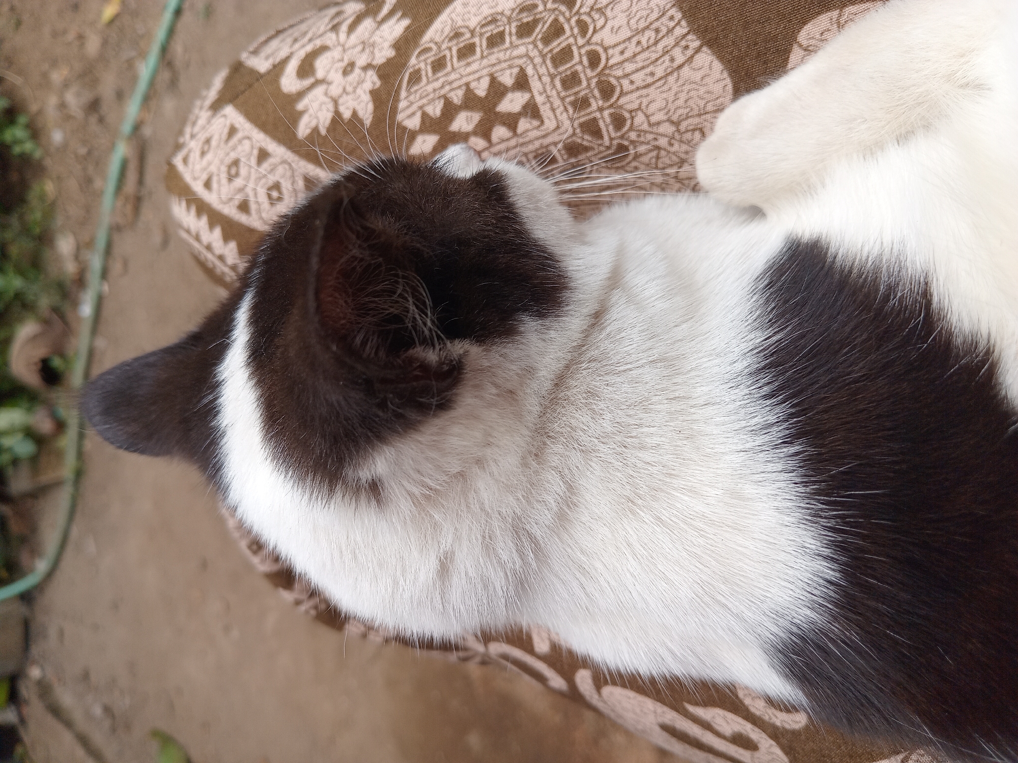 A black and white cat is laying on a patterned cloth outdoors. The cat's head is turned to the right, and its body is mostly visible. The background appears to be a dirt path with some greenery and a green hose. The scene is observed from a close-up, elevated perspective.