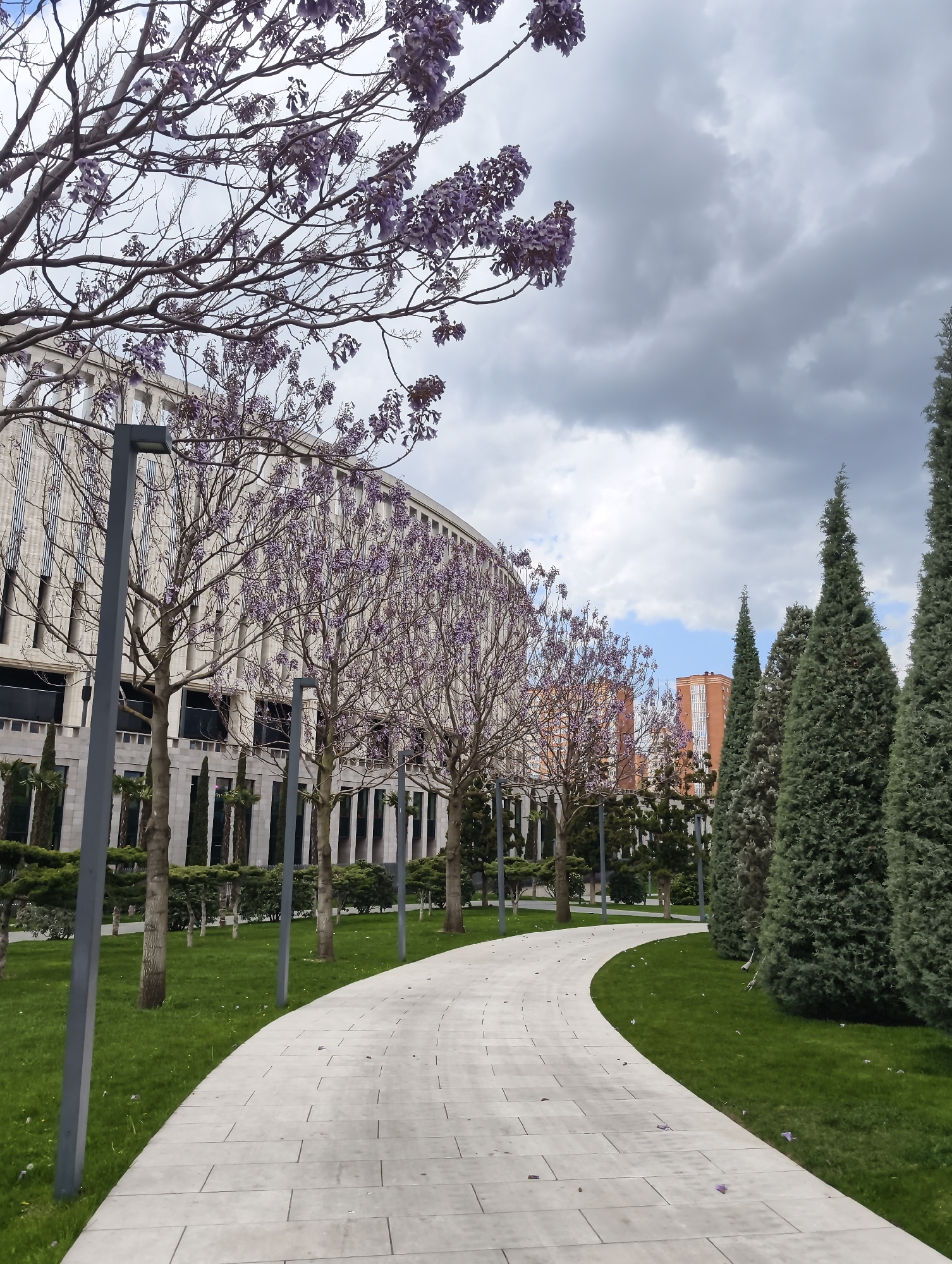 The image depicts a park in Krasnodar, Russia, featuring a winding, light-gray stone pathway lined with green grass and rows of trees. The trees closest to the pathway are deciduous and adorned with purple flowers. Further to the right, the landscape transitions to a line of tall, coniferous trees. Metal light poles stand along the path's edge. In the background, a large, multi-story building with a light-colored facade is visible. Beyond that, a red-orange building can be seen. The sky is overcast with patches of blue sky peeking through. No people are visible in the scene.