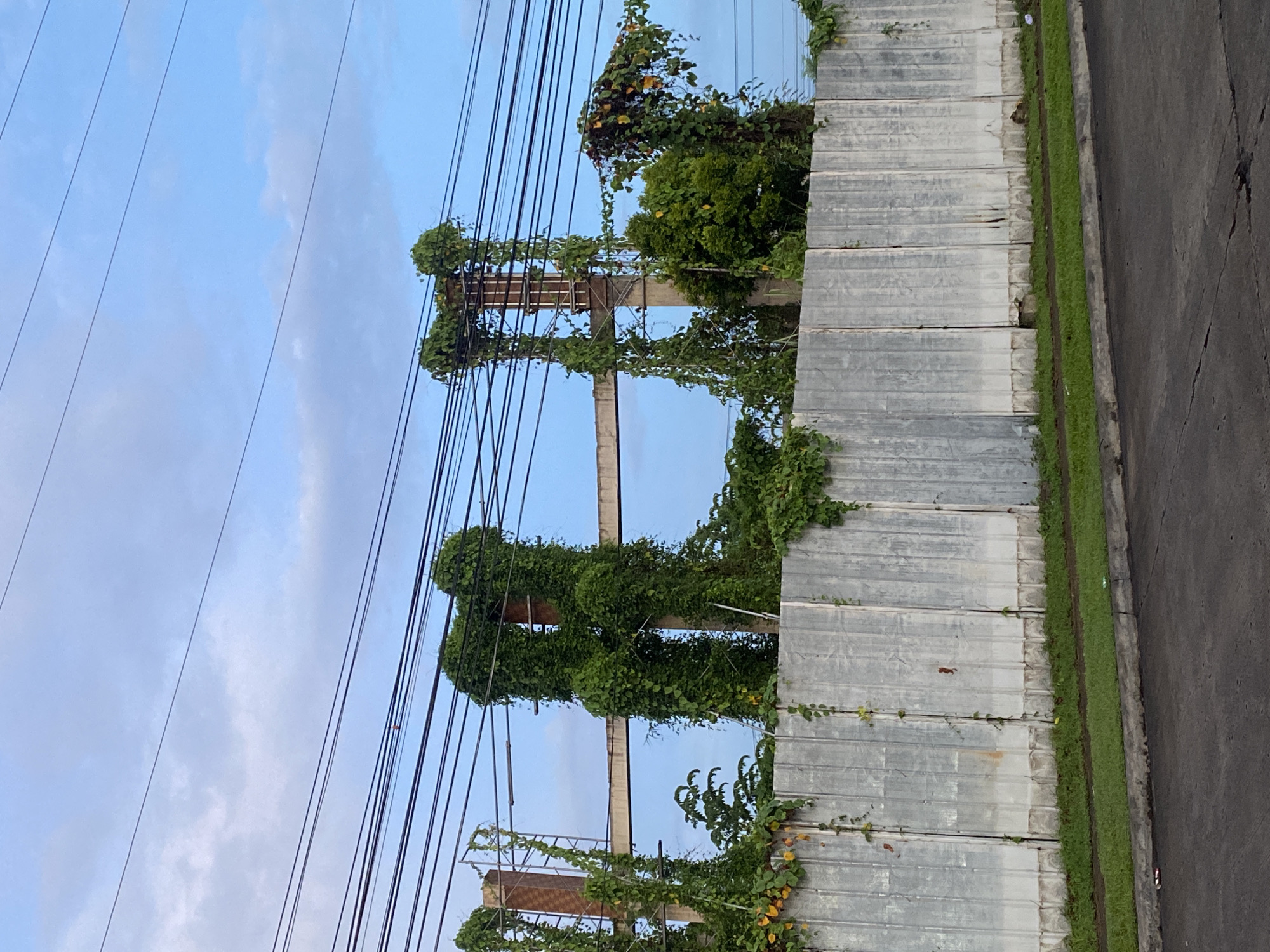 The image captures an overcast sky above a scene in Davao City, Philippines, dominated by overgrown, ivy-covered industrial remnants. A tall, corrugated metal fence runs horizontally across the lower half of the frame, showing signs of wear and tear. Behind the fence, a structure, possibly an old building or support beams, is heavily entwined with green ivy. The ivy forms dense masses, obscuring much of the underlying materials and creating organic shapes that vaguely resemble large letters or structures. Overhead, multiple black electrical wires crisscross the sky, indicating an urban or semi-urban setting. The ground in front of the fence is a strip of grass, and beyond that, a dark asphalt road with a concrete curb is visible. The overall impression is one of nature reclaiming man-made structures in an industrial or abandoned area.