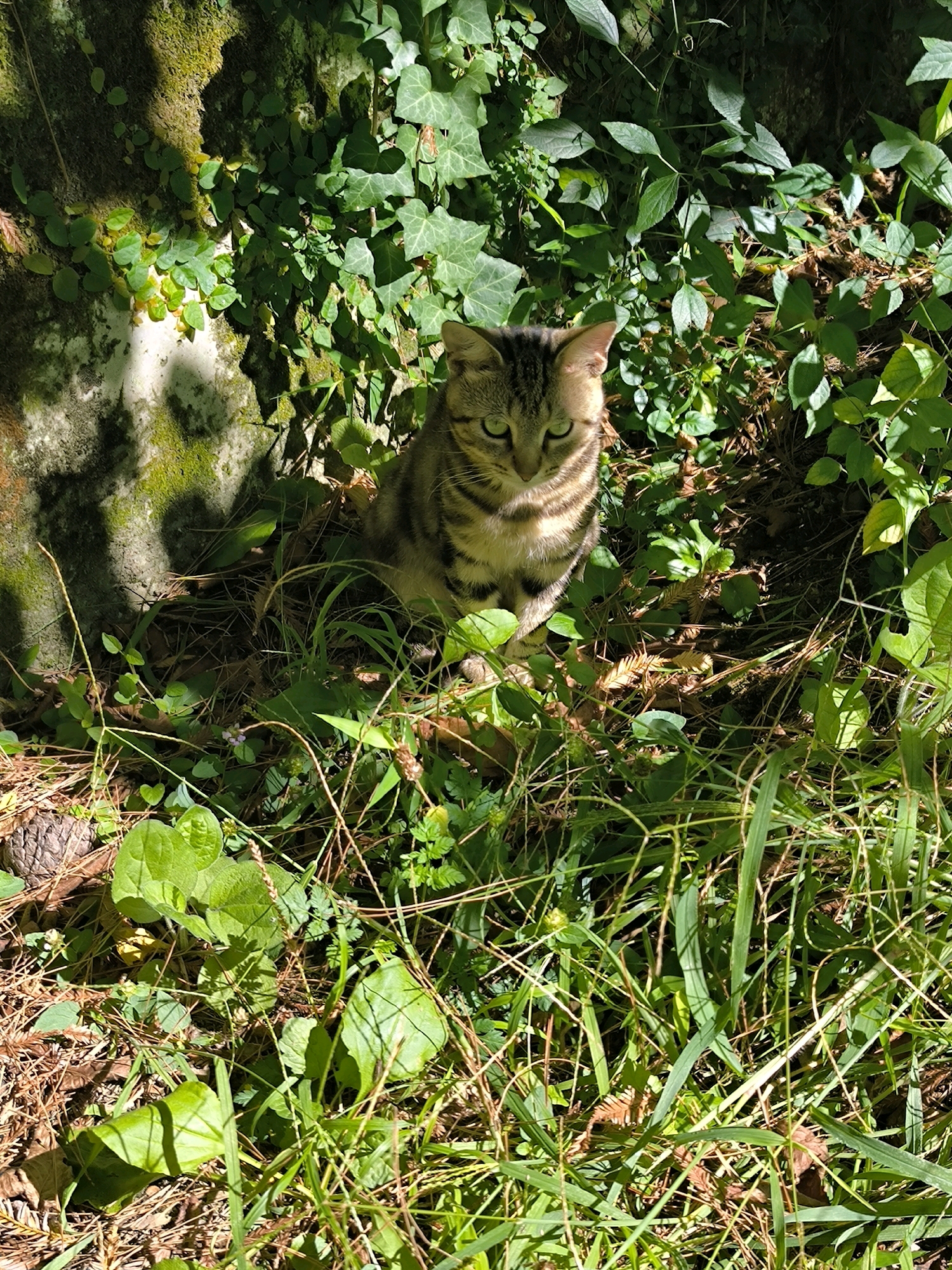 A medium shot captures a tabby cat sitting upright amongst lush green foliage. The cat is positioned in the center of the frame, facing directly towards the viewer. Its gaze is intense, with green eyes and prominent whiskers. Sunlight filters through the leaves, casting dappled shadows on the cat and the surrounding plants. The environment appears to be a natural setting, possibly a garden or park, with a moss-covered wall visible to the left and a profusion of leaves, grass, and fallen pine needles covering the ground. The overall impression is one of a cat blending into its verdant surroundings, a moment of natural observation captured in sunlight.