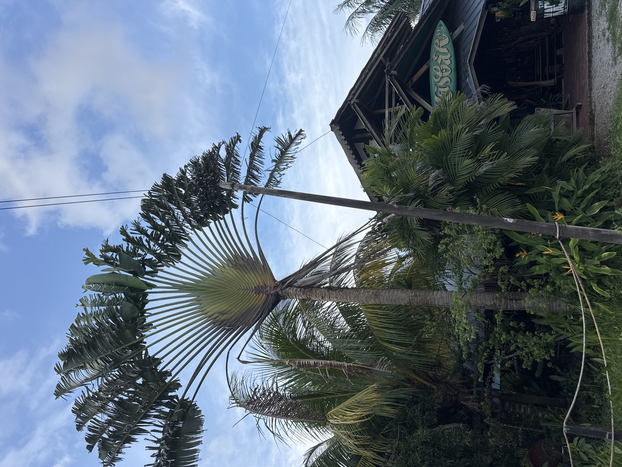 A low-angle shot captures a traveler's palm tree with its distinctive fan-shaped leaves dominating the foreground, set against a partly cloudy blue sky. To the right, the roofline of a building with a dark, weathered appearance is visible, featuring intricate wooden trim and a teal-colored surfboard sign with "THE BAR" written in white text. Lush green foliage, including more palm trees and tropical plants, surrounds the structure. The building appears to be a casual establishment, possibly a restaurant or bar, situated in a tropical environment. The overall impression is one of a relaxed, outdoor setting, characteristic of a beachside location. The image is taken in Cenang Beach, Malaysia, a popular tourist destination known for its vibrant atmosphere and natural beauty.