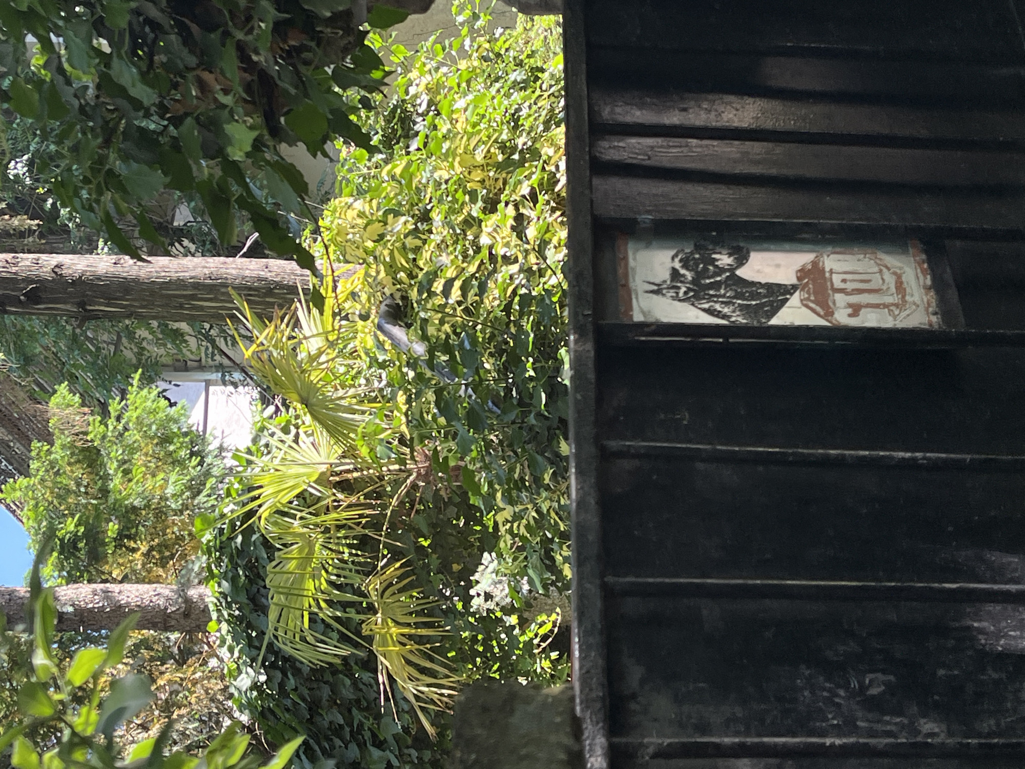 The image shows a view of greenery and a dark wooden structure, potentially a fence or shed, with a small, framed picture affixed to it. The picture, visible between the wooden slats, features an image resembling a portrait and a symbol. The foliage includes various types of trees and plants, including palm-like leaves and leafy vines. A tree trunk cuts across the middle of the frame. The image is taken in a location that appears to be outdoors, with ample vegetation. I can't find any evidence in the image that would allow me to determine if the photo was taken in Novi Sad, Serbia.