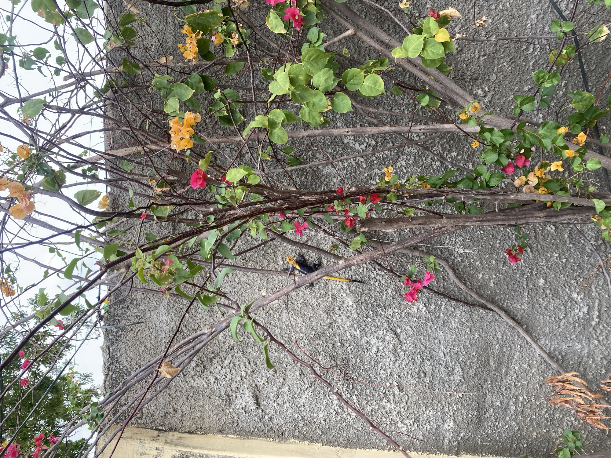 The image captures a close-up view of a flowering bougainvillea plant with vibrant pink and yellow blossoms, climbing a textured grey concrete wall. The wall, likely part of a building exterior, shows signs of weathering. Several thin, woody stems and branches of the bougainvillea are visible, interspersed with green leaves and dried, brown foliage.
In the mid-ground, a lizard with a bright yellow head and black body, and a long yellow tail, is perched on one of the bougainvillea branches, clinging to the wall. The lizard appears to be a male Agama lizard, possibly an Agama picta or a similar species. The background reveals a hazy sky and hints of greenery from distant trees. The scene is set against the backdrop of Giginyu, Nigeria, suggesting an urban or suburban environment. The lighting indicates it is daytime, possibly overcast or late afternoon, given the soft shadows.