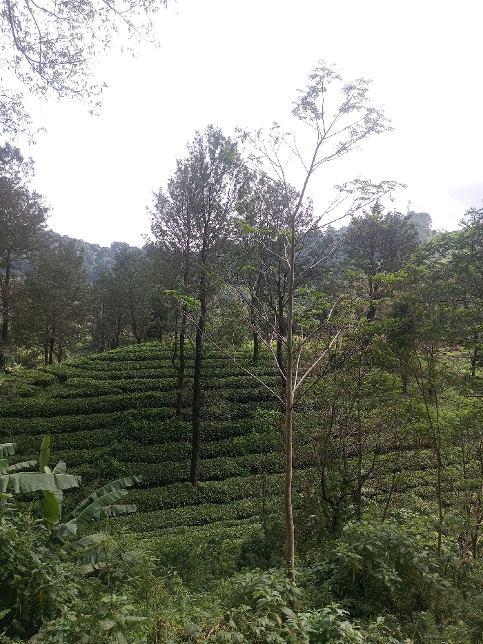 The image depicts a verdant, hilly landscape located in Thanthirimale, Sri Lanka. The scene is dominated by a meticulously terraced tea plantation covering a significant portion of a hillside, extending from the midground to the lower background. Rows of dark green tea bushes form distinct, undulating horizontal lines across the slope. Several tall, slender trees with light brown trunks and sparse green foliage are interspersed within the tea plantation and ascend towards the sky. In the immediate foreground, dense, uncultivated tropical foliage, including several broad banana leaves on the far left, partially obscures the lower part of the hillside. The background consists of a dense forest canopy and additional hills, receding into the distance. The sky above is bright and appears overcast, with tree branches from the extreme top left partially silhouetted against it. No individuals, man-made objects (other than the cultivated tea plants), specific actions, or interactions are discernible within the frame.