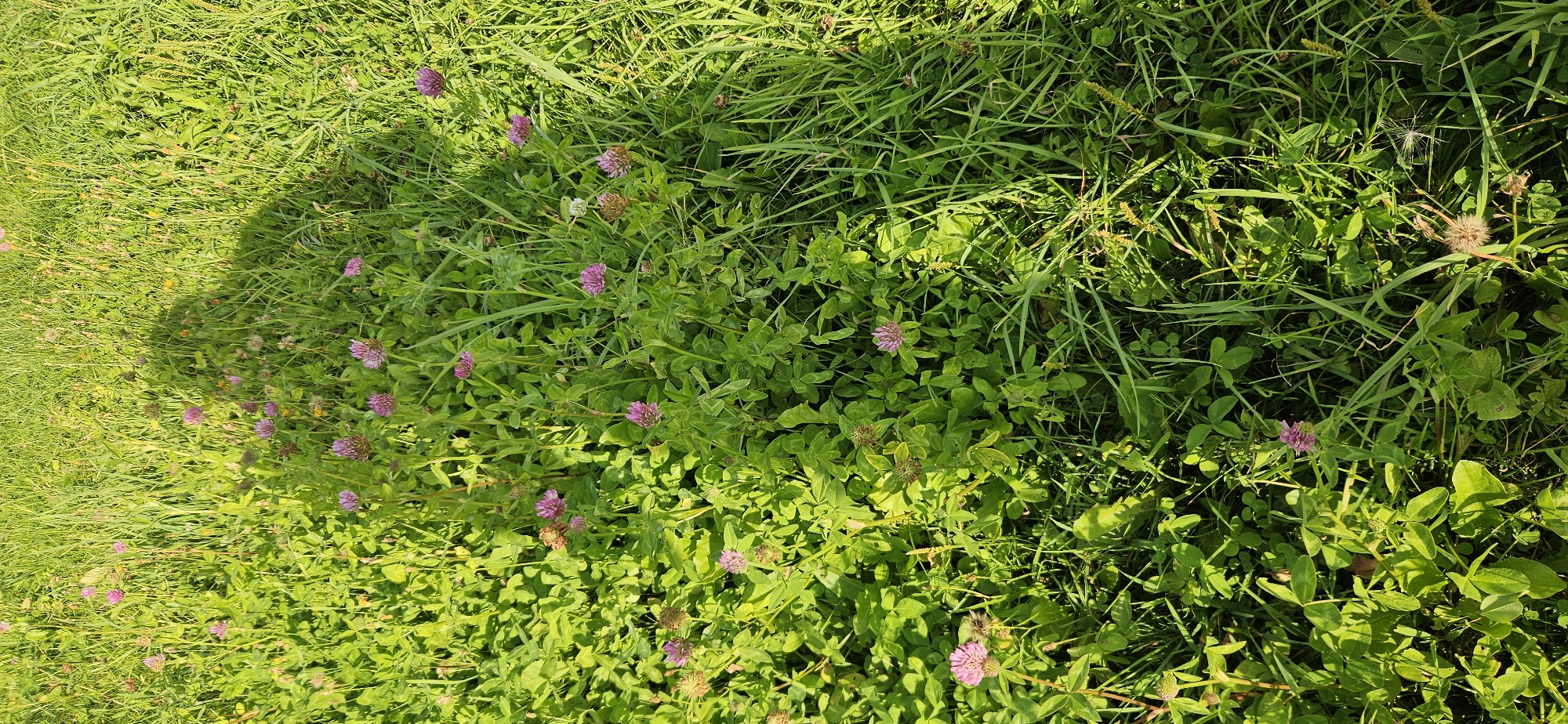 The image captures a close-up view of a grassy meadow in Мазалаўскі сельскі Савет, Belarus, bathed in sunlight. The field is densely populated with vibrant green clover and other low-lying plants, interspersed with numerous pink clover flowers and some dried seed heads. Tall blades of grass dominate the right side of the frame, creating a contrast in texture. A distinct, dark shadow of a person, presumably the photographer, is cast across the upper right portion of the meadow, indicating a sunny day. No people or animals are visible in the frame.