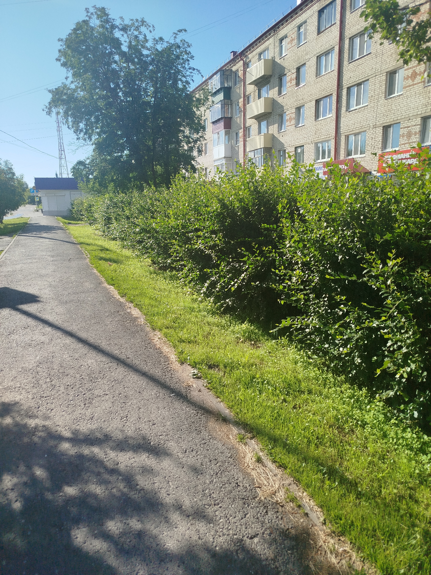 The image shows a residential area in Zavodoukovsk, Russia, on a sunny day. In the foreground, a paved path runs diagonally from the bottom left to the middle of the image, casting a shadow from a tree. To the right of the path is a thick, green hedge bordering a grassy area. Behind the hedge, a multi-story apartment building constructed of light-colored bricks is visible. The building has numerous windows and small balconies. To the left of the path, beyond the hedge, a white building with a dark roof is situated. Further in the background, a tall metal tower with some antennas rises against a clear blue sky. Green trees are also present throughout the scene. There are no people visible in the image.