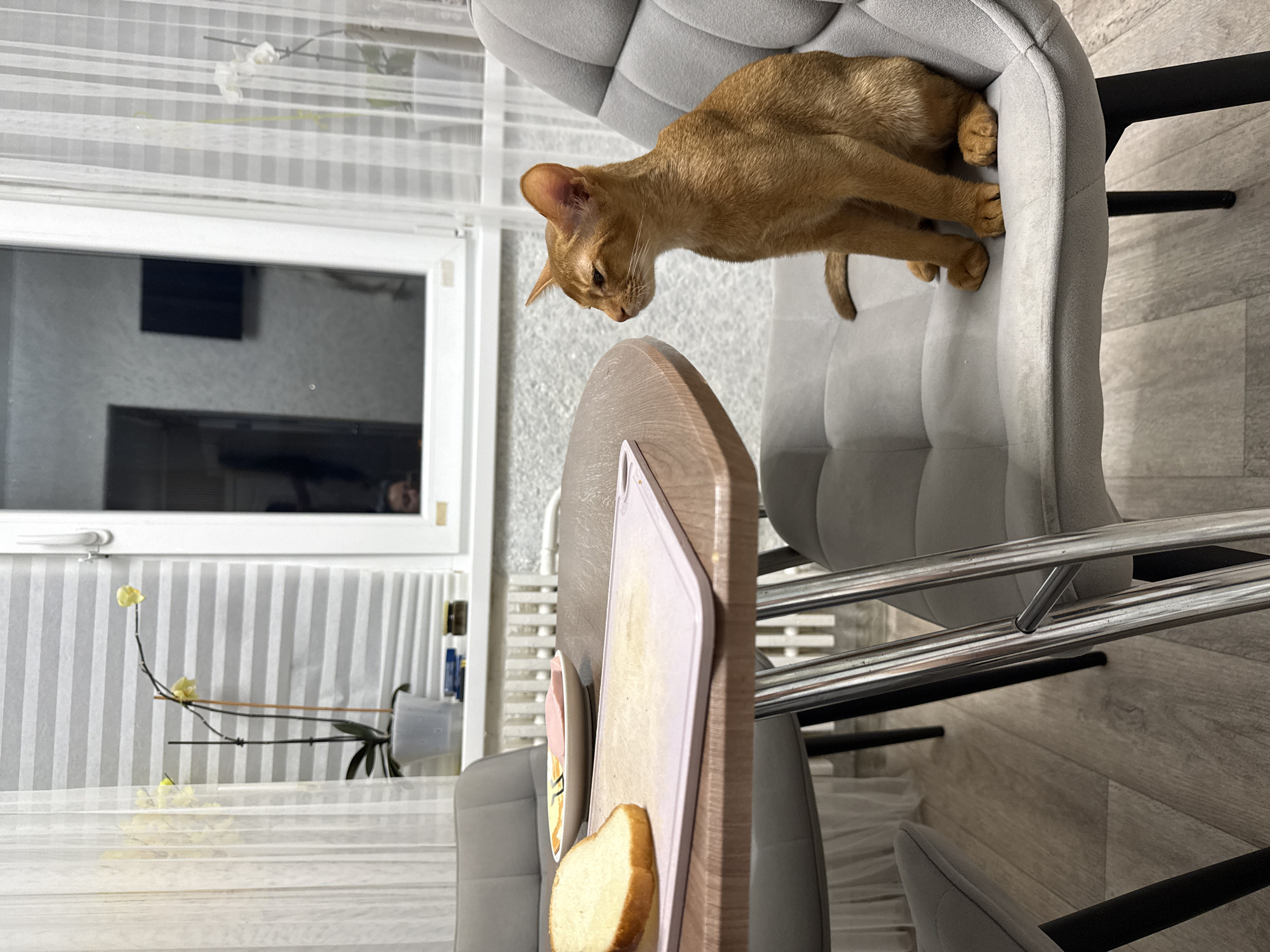 The image depicts an indoor scene, likely a kitchen or dining area, with a cat sitting on a chair. The cat is a ginger-colored Abyssinian, with large ears and a slender build. It is seated on a gray upholstered chair, facing to the left of the frame. In the foreground, a round, wooden table is visible, with a slice of bread and a plate containing slices of ham on a cutting board. Behind the table, a window is prominent, with blinds and sheer curtains. Several potted plants, one with yellow flowers, are placed on the windowsill. A reflection in the window shows a person's face and a television screen. The flooring is light-colored wood laminate. There is no explicit indication that this location is in Stary Oskol, Russia.
