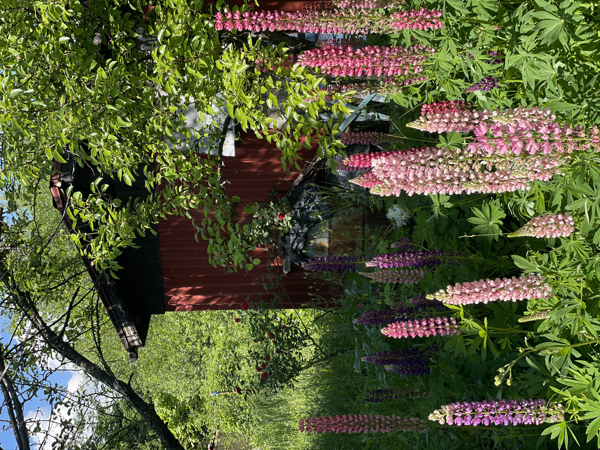 A sun-drenched, close-up shot captures a vibrant garden scene in Rudartsi, Bulgaria, dominated by tall, blooming lupines in shades of pink and purple. The flowers are densely packed in the foreground, their spiky inflorescences reaching towards the sky. Behind the lupines, a rustic red wooden shed with a dark roof stands partially obscured by lush green foliage and the branches of a mature tree. The shed's corrugated metal siding is visible. In the mid-ground, a cluster of red roses adds a touch of contrasting color, while further back, dense greenery and trees form a verdant backdrop. A large, weathered metal barrel, possibly for storage, is visible next to the shed. The overall impression is one of a secluded, flourishing garden on a bright, clear day.