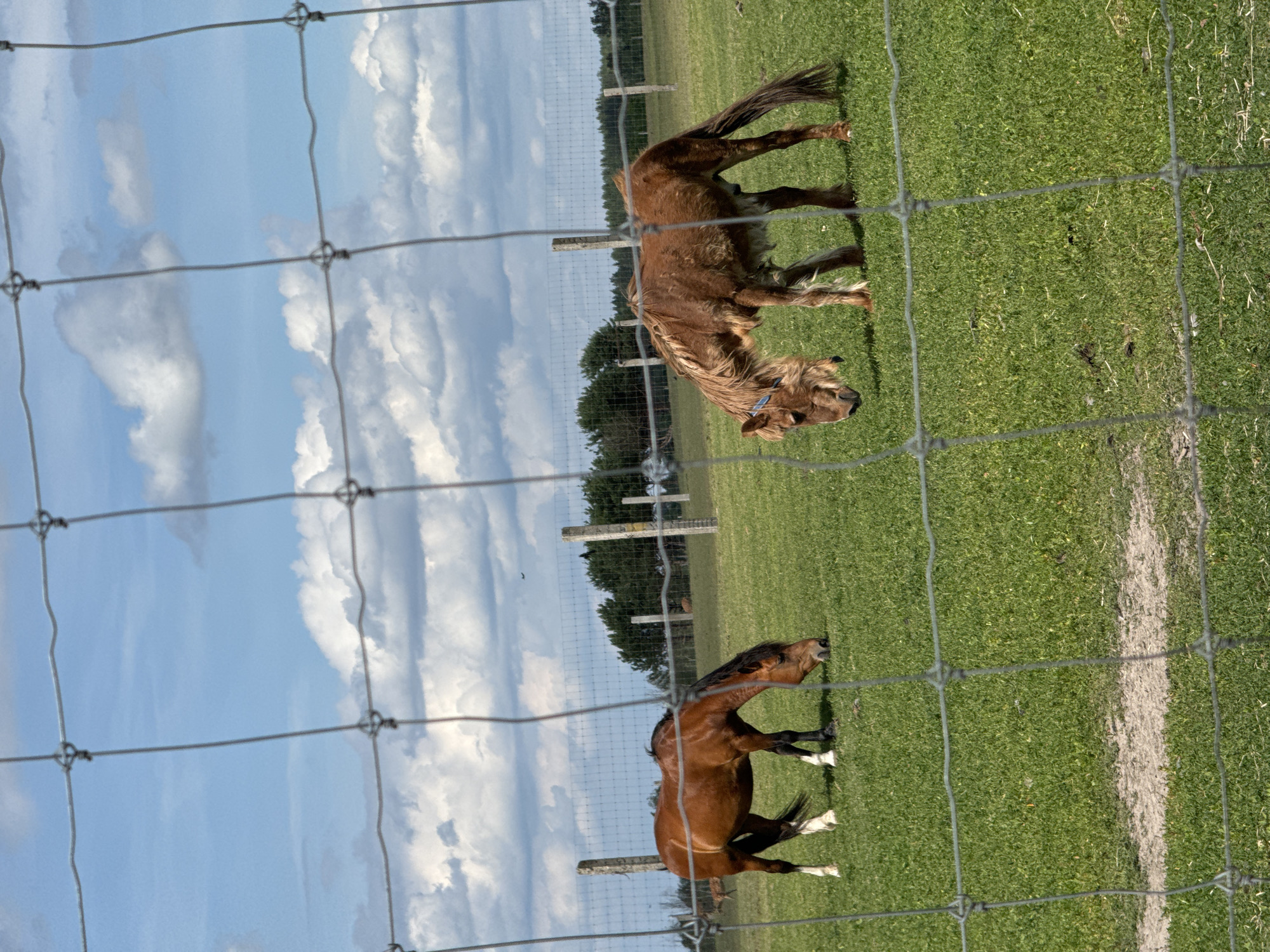 The image shows a grassy field with two brown horses. The horses are behind a wire fence that runs across the foreground of the image. The horse in the foreground is mostly visible, while the horse in the background is partially obscured by the fence. The horses are in a field with green grass and trees in the background. The sky is blue with white clouds. The image appears to have been taken during the day, possibly in the afternoon, as there are shadows on the ground. The scene is rural, likely a pasture or farm. No text is visible in the image.