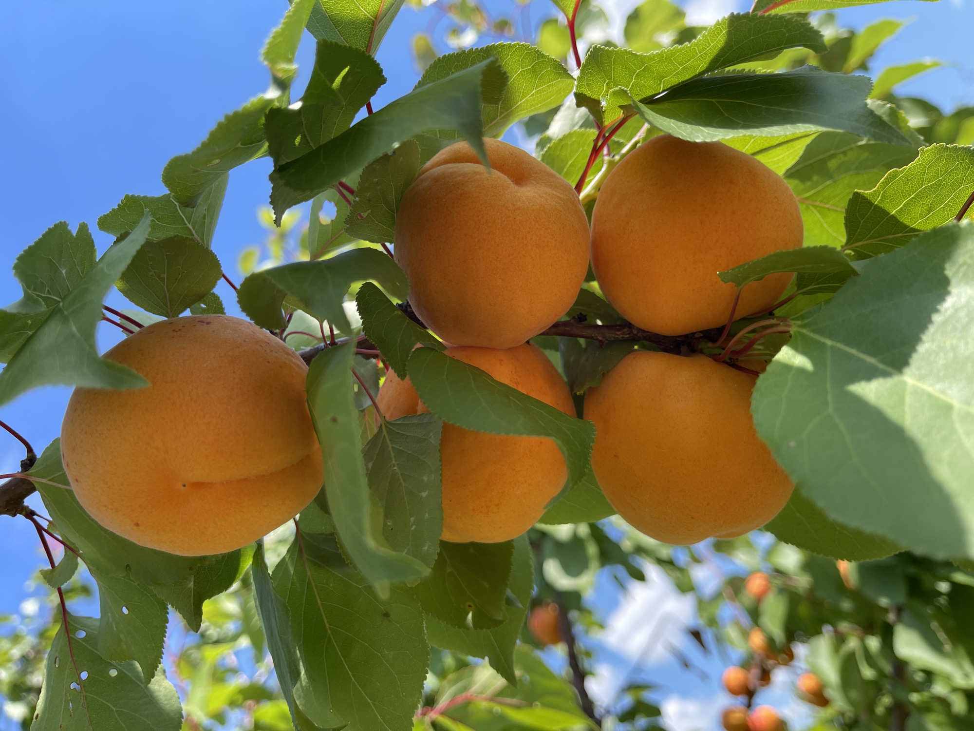 The image shows several ripe apricots hanging from a tree branch, surrounded by green leaves. The apricots are round and have a bright orange hue, with a slight blush of red in some areas. The leaves are lush and green, with visible veins. The background is a bright blue sky with a few wispy clouds. The image appears to be taken outdoors on a sunny day. The scene is likely in a rural or suburban setting, given the presence of fruit trees. The specific location in Ivankovychi, Ukraine, is not visually evident from the image alone, but the content suggests a natural environment.