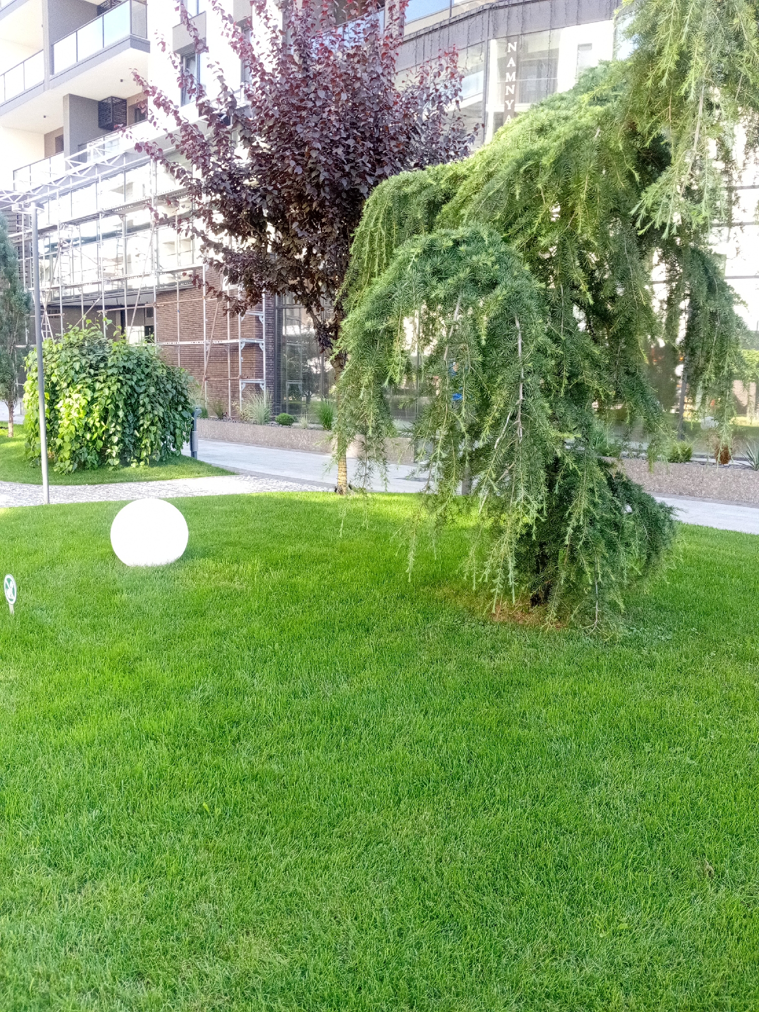 The image depicts an outdoor scene with a well-maintained green lawn in the foreground. A large, spherical white light fixture rests on the grass to the left of center. A lush green bush is situated behind the light fixture, with a pathway running behind it. Further back, a weeping coniferous tree with long, drooping branches dominates the right side of the frame. In the background, a modern building with multiple levels and balconies is visible, with scaffolding attached to its facade, suggesting ongoing construction or renovation. A dark red-leaved tree stands between the building and the coniferous tree. The overall setting appears to be a courtyard or a landscaped area adjacent to a residential or commercial building. The location is identified as Tiachiv, Ukraine.