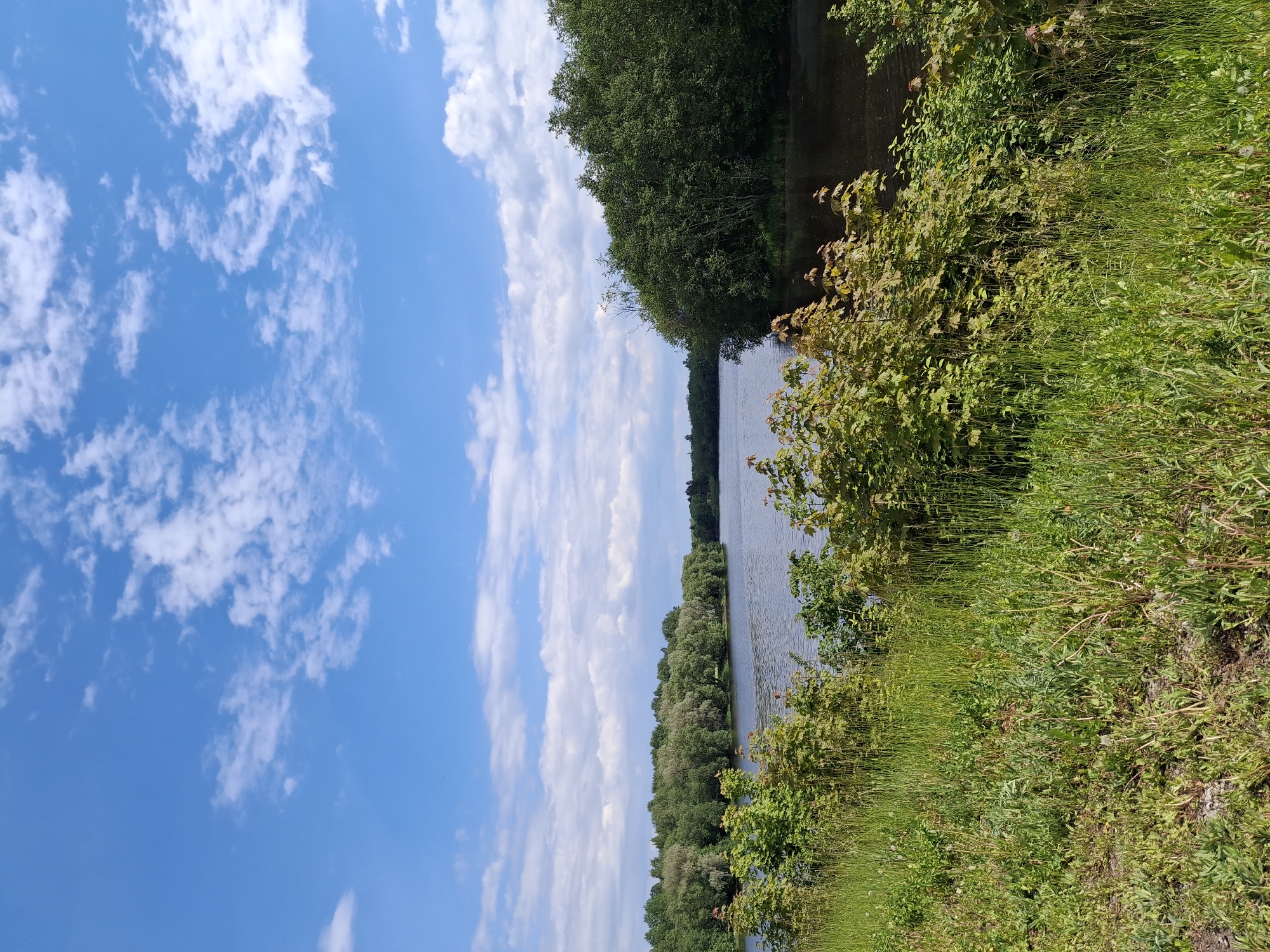 The image captures a serene, natural landscape featuring a wide body of water, lush green vegetation, and a bright blue sky. The scene is dominated by a calm expanse of water, likely a river or a large lake, stretching horizontally across the middle of the frame. Its surface appears dark blue or greenish-grey, subtly reflecting the sky and surrounding foliage.
Above the water, a clear, vibrant blue sky is visible, adorned with scattered white clouds of various sizes and shapes. Some clouds are wispy and delicate, while others are more voluminous and fluffy, suggesting fair weather.
The banks of the water body are heavily vegetated. On the far side, a dense forest line of tall, dark green trees forms a continuous, rich canopy that extends into the distance, suggesting an expansive woodland. On the near side, closer to the viewer, the bank is covered in a profusion of diverse green plants, including tall grasses and various bushes and smaller trees. Some of these plants exhibit lighter green hues or hints of reddish-brown in their leaves. The vegetation appears wild and untamed, characteristic of a natural environment.
No people, animals, or man-made structures are visible within the frame, emphasizing the untouched natural beauty of the location. The scene conveys a sense of tranquility and an abundance of nature. The bright lighting indicates it is daytime, likely a sunny morning or afternoon. The location is Sillamäe linn, Estonia.