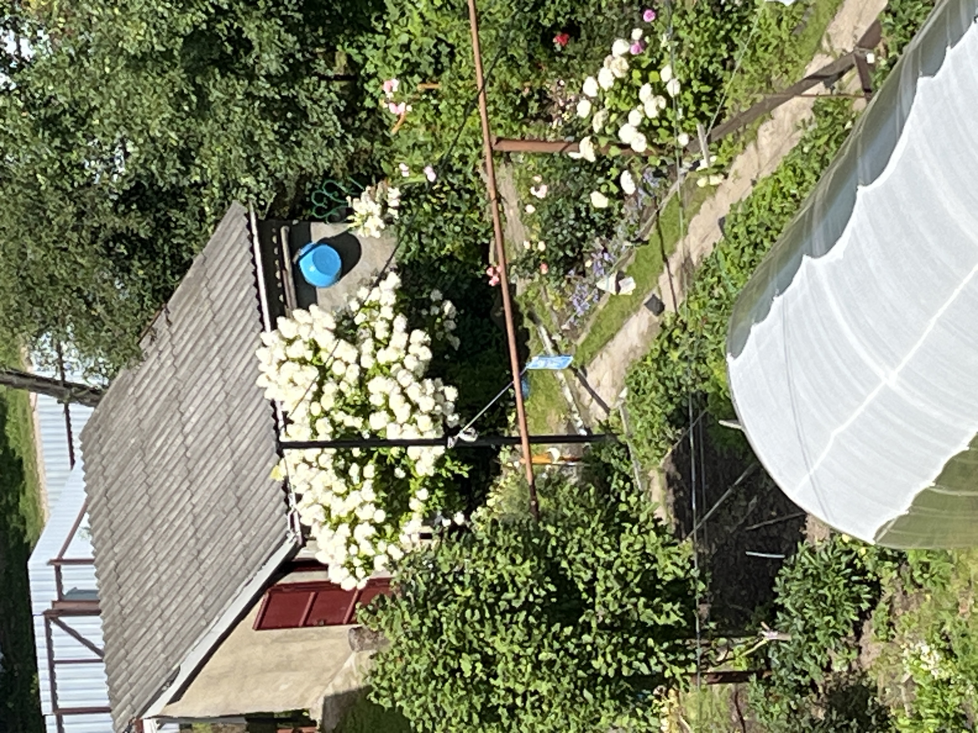 The image shows a backyard scene in Alexandrov, Russia, with a small shed with a red door and a corrugated roof. In front of the shed is a large bush with white flowers. A blue bucket is attached to the wall of the shed. A garden path winds through a lush green garden with various plants and flowers. A greenhouse with a white cover is visible in the foreground. The overall impression is of a well-maintained private garden on a sunny day.