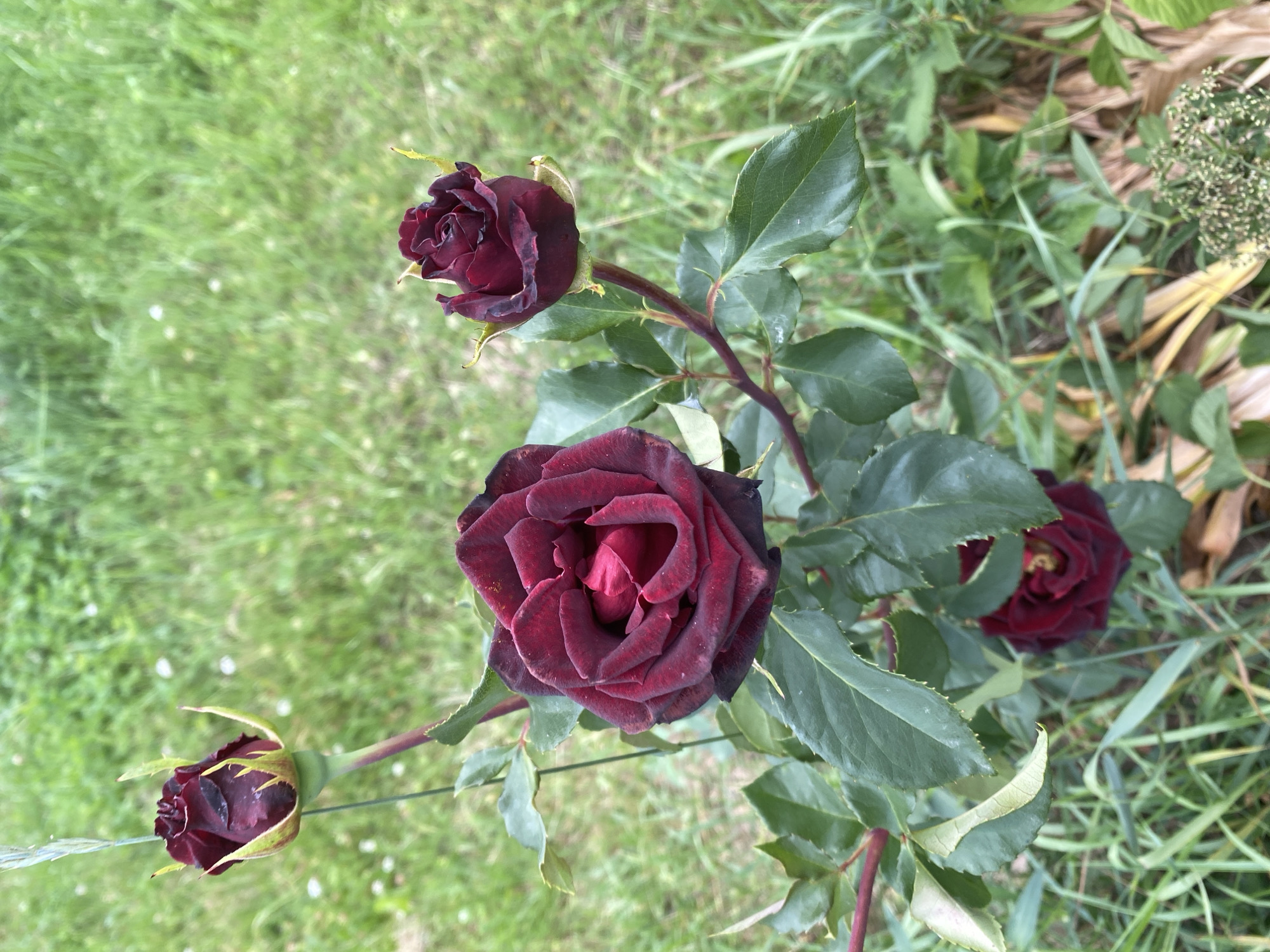 A cluster of four dark red roses, some in bud and one fully bloomed, is the central subject of this outdoor photograph. The roses are on a green leafy stem with thorny branches. The background is out of focus, showing a grassy field with scattered white wildflowers. The overall lighting is soft, suggesting an overcast day or diffused sunlight. The scene appears to be a natural setting, possibly a garden or a meadow, in Lindo-Pustyn' (Kantaurovskii S/S), Russia, given the context.