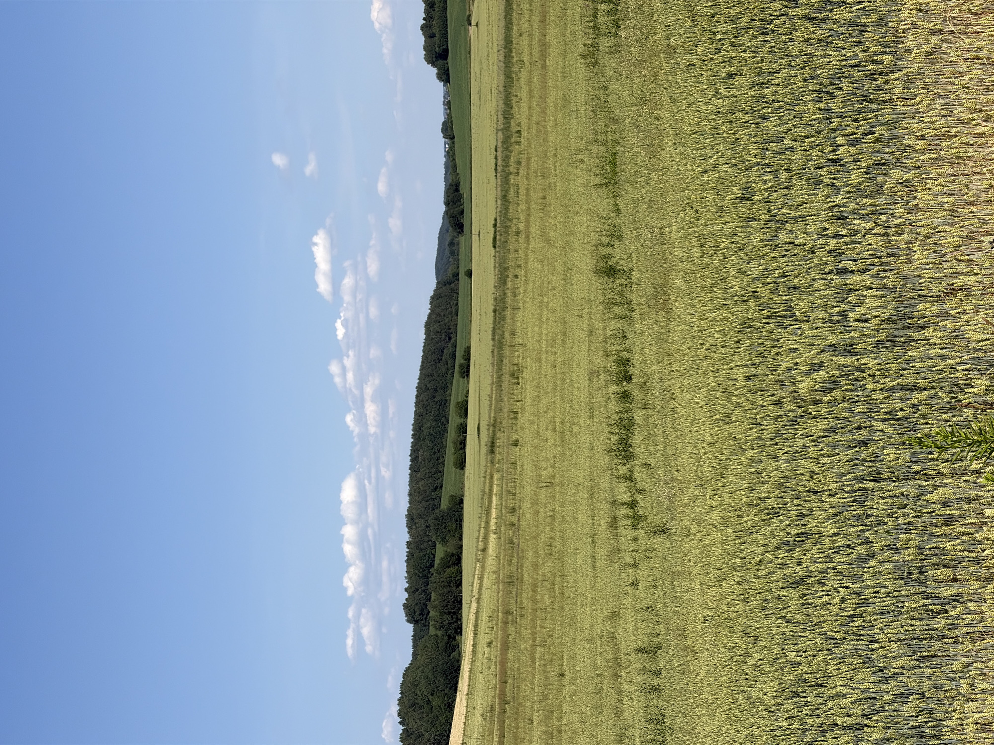 The image captures a panoramic view of a vast agricultural field, likely in the Ozyaritska-Slabadski rural council of Belarus. The scene is dominated by a tall crop, possibly wheat or barley, stretching horizontally across the frame. The crop appears to be in its mature stage, with the stalks bearing seed heads, and exhibits a uniform, light green hue, suggesting a sunny day with favorable growing conditions.
To the left of the field, a dense line of dark green trees forms a natural border, creating a visual separation between the cultivated land and the sky. Behind the trees, a gently rolling hillside is visible, hinting at the natural topography of the region. The sky above is a clear, vibrant blue, punctuated by a few wispy white clouds, indicating fair weather. The sunlight casts subtle shadows across the field, highlighting the texture and density of the crops.
The image appears to be taken during the daytime, likely late morning or early afternoon, given the bright illumination and the angle of the sun. There are no people or distinct objects visible within the frame, emphasizing the natural landscape. The overall impression is one of peaceful rural serenity and the abundance of nature. The image lacks any visible text.