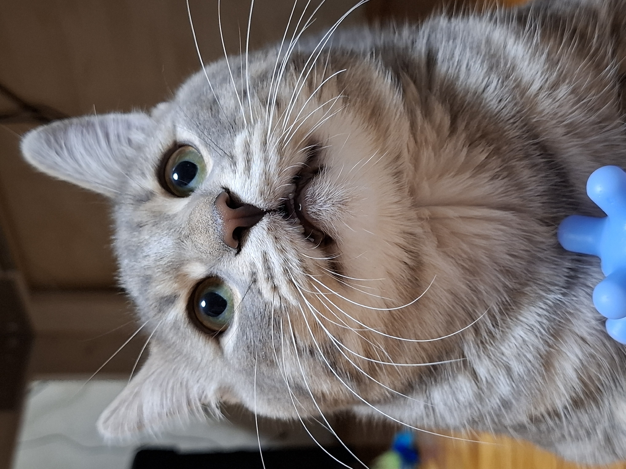 A close-up, upward-angled shot captures the face of a curious short-haired cat. The cat, appearing to be a gray or silver tabby, has striking green eyes that gaze directly at the viewer. Its pink nose is prominent, and numerous long, white whiskers fan out from its muzzle. The cat's mouth is slightly ajar, revealing tiny white teeth and hinting at an inquisitive or vocal expression. Its fur displays a beautiful pattern of light gray and darker brown stripes. On the right side of the image, partially visible, is a bright blue object with a bumpy or spiky texture, resembling a pet toy. The background is indistinct, showing warm, muted brown tones, suggesting an indoor setting. The cat's head is tilted, giving a unique perspective. The image conveys a moment of engagement and curiosity from the feline subject. While no specific location cues are present in the image, the provided context indicates the photo was taken in Novi Sad, Serbia. No visible text is present.