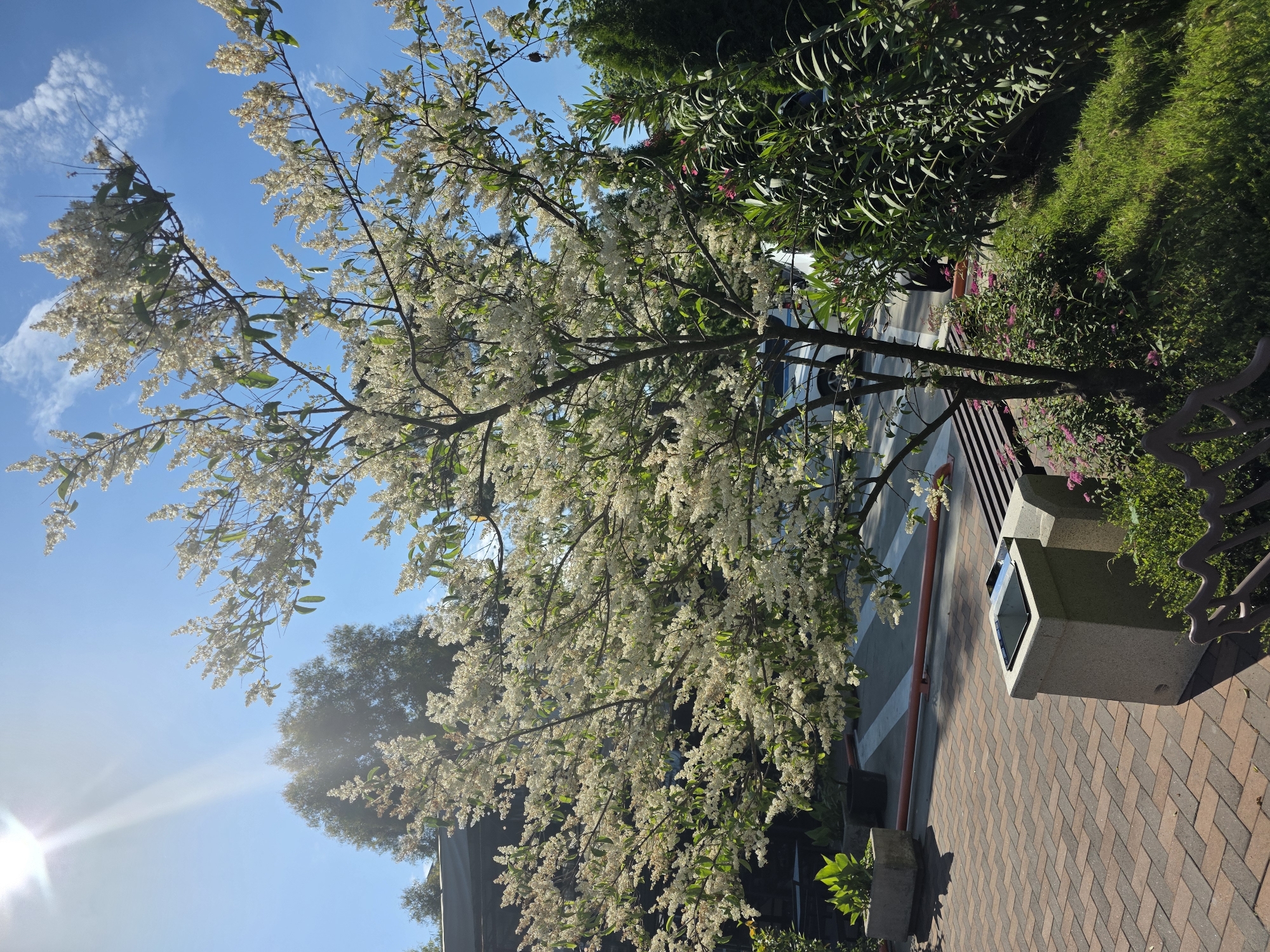 An outdoor shot shows a flowering tree in full bloom with white flowers against a bright blue sky. The sun's rays beam down from the upper left corner, casting a lens flare. To the left of the tree is a brick-paved walkway with a square concrete trash receptacle and a portion of a park bench. In the background, there is a dark-colored roofline and a white car partially visible. To the right of the tree, lush green foliage and pink flowers create a dense garden area. The scene appears to be in an urban or suburban park-like setting, possibly in Sochi, Russia, given the clear skies and greenery indicative of a temperate climate. There are no people visible in the image.