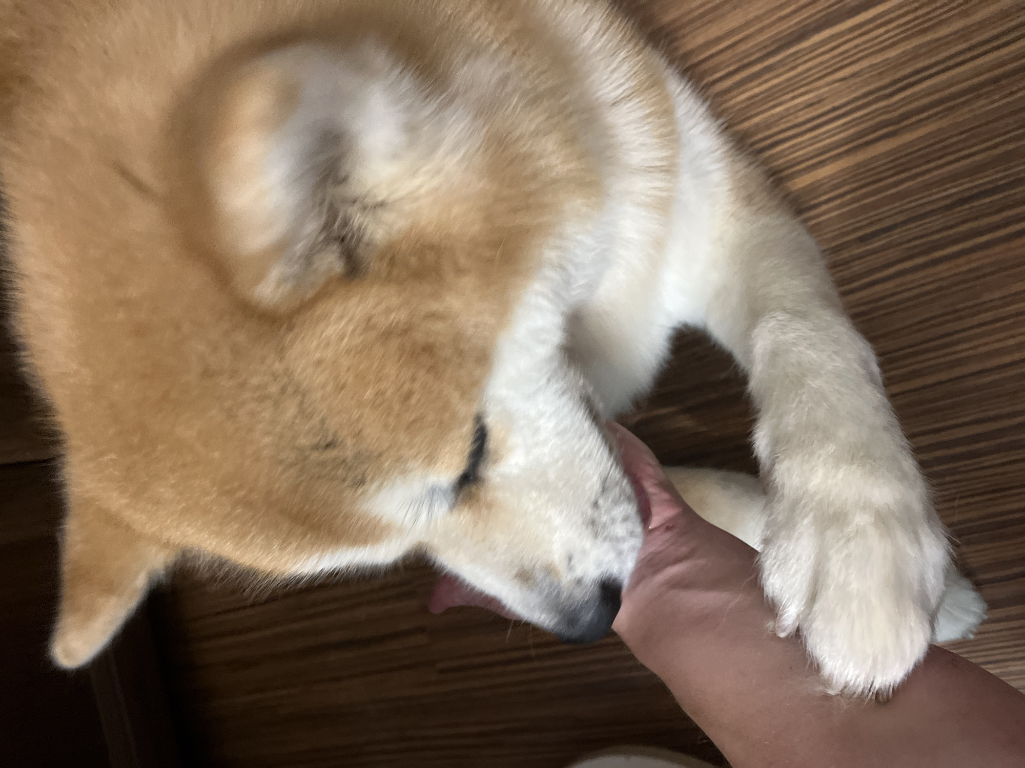 In an indoor setting in Minsk, Belarus, a light-furred dog, predominantly tan and white, is observed interacting with a human. The dog's head is lowered, with its muzzle gently encompassing the dorsal side of a light-skinned human hand and wrist. One of the dog's front paws rests on the human's forearm. A minor reddish mark is present on the human's hand. The dog's eyes are not clearly visible, appearing closed or directed downward. The background features a dark brown wooden floor with visible plank lines.