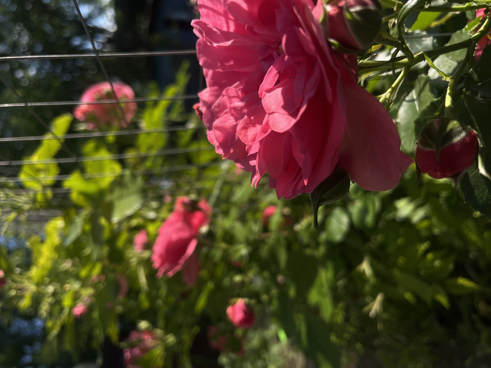 A vibrant pink rose in full bloom dominates the foreground of the image, sharply focused and illuminated by bright sunlight. Its numerous petals display rich pink hues, marked by strong highlights and shadows that emphasize its texture and depth. To the right of the main bloom, a developing pink rosebud is visible, nestled among green foliage.
The background and midground feature a soft blur of other pink roses and rosebuds, along with abundant green leaves and stems, creating a lush, natural environment. Thin, horizontal metal wires, possibly part of a trellis or support system, are discernible in both the foreground and blurred background.
The strong, natural lighting suggests a clear, sunny day, likely morning or late afternoon, enhancing the vivid colors of the flowers and foliage. The overall setting is an outdoor garden, conveying a sense of natural beauty and growth. This scene is located in Novopokrovskaya, Russia. There is no visible text in the image.