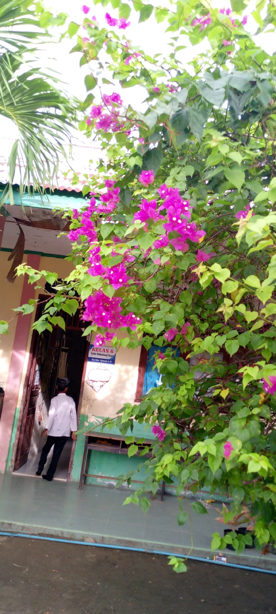 The image depicts a bougainvillea plant with vibrant pink flowers and green leaves, partially obscuring a building. The building appears to be a school, as indicated by a sign on the wall that reads "KELAS 6" (Class 6) and "Guru Kelas: Mudrikah, S. Pd". A person wearing a white shirt and black pants is walking away from an open doorway of the building. The environment suggests an outdoor setting, likely in the city of Baratpayaitek, Indonesia, possibly on a school campus. The ground is paved, and a blue pipe runs along the edge of the walkway. The lighting suggests it is daytime.
