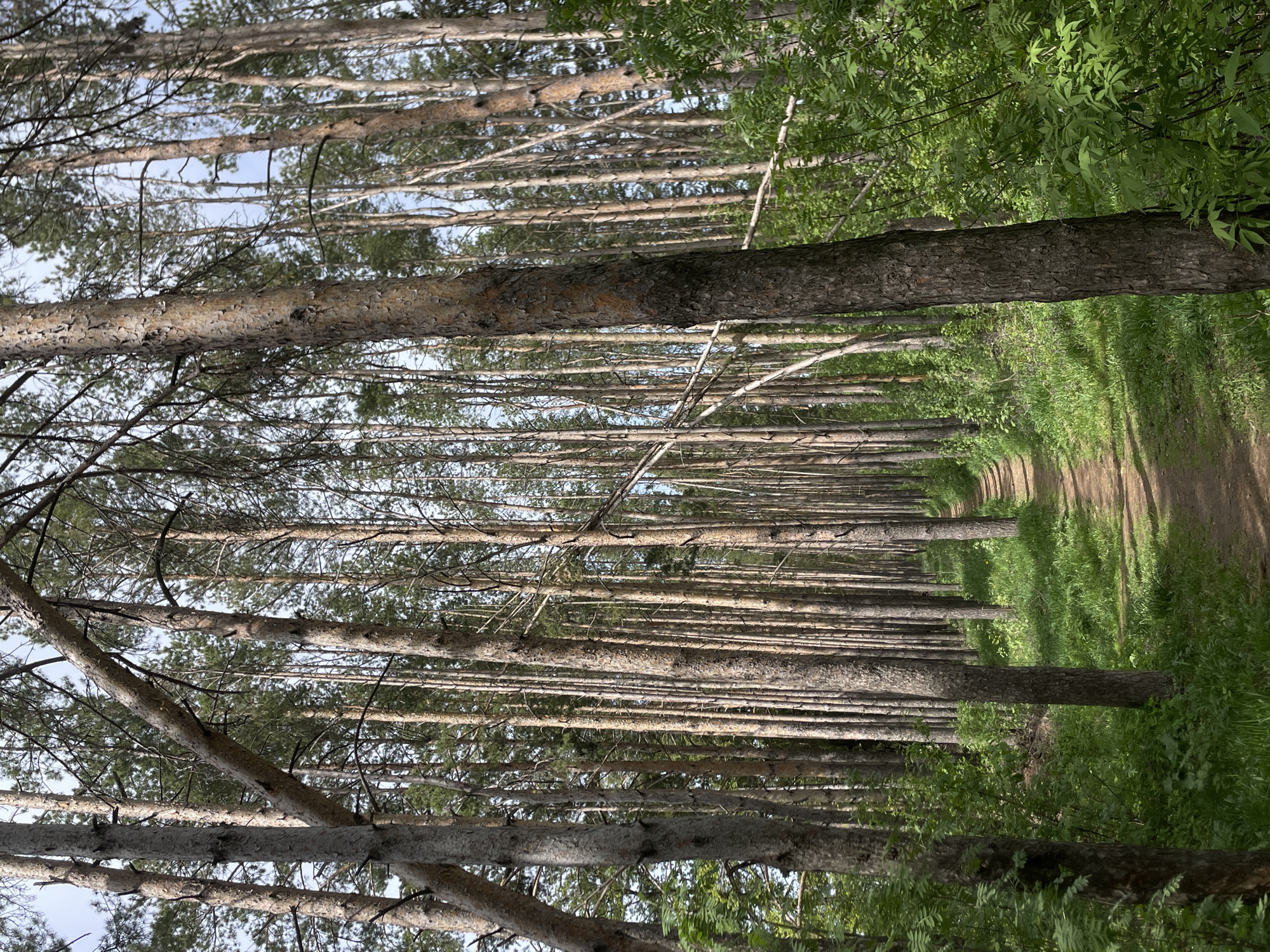 The image depicts a path through a densely planted forest located in Подшивалово, Russia. The trees are tall and slender with brown bark, arranged in neat rows. A dirt path runs between the trees, flanked by green vegetation. The perspective is from the ground looking up towards the canopy. The sky is partially visible through the branches.