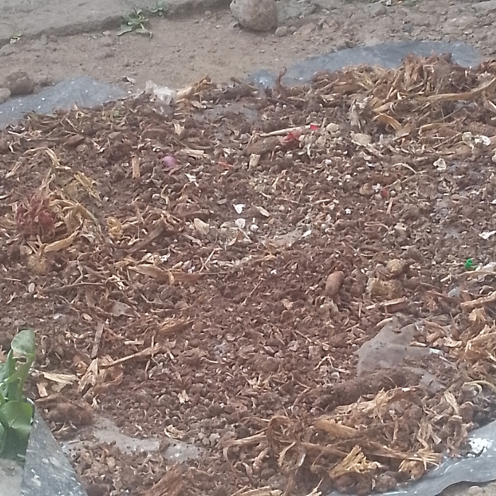The scene depicts a ground-level view within Nkaimurunya ward, Kenya. A spread of dark brown, granular material, consistent with soil or compost, occupies the majority of the frame. This material is heavily integrated with numerous fragments of desiccated light brown organic matter, resembling dried plant stalks, husks, and leaves. Beneath and along the periphery of this mixture, a dark grey or black plastic sheet is partially visible. Scattered within the granular material are small, irregular white particles, and a few reddish-purple fragments, possibly onion skins or similar organic refuse. A single small, vibrant green plant sprout emerges from the material in the lower-left quadrant. The background shows bare, lighter brown earth with minimal sparse green vegetation and small rocks. No individuals are present, and no actions or interactions are depicted.