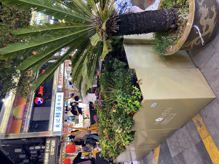 The image shows a street scene in Hangzhou Shi, China, with the location being at the intersection of a busy commercial area. The foreground displays three large, gold-colored, rectangular planters filled with a variety of flowering plants and greenery, including small flowering plants, ferns, and shrubs. The largest planter is at the bottom of the image with “Women” written in black, along with what appears to be a store name, written in Chinese.
A large palm tree stands in the foreground, with its trunk extending out of a large pot adorned with a dragon motif. The trunk of the palm is thick and textured, and the tree's green leaves are large and fan-shaped, framing the view of the street scene. The street is mostly obscured by the foliage of the palm tree. The image captures a view of an urban setting with a focus on the greenery and the contrast of the golden planters against the green foliage.