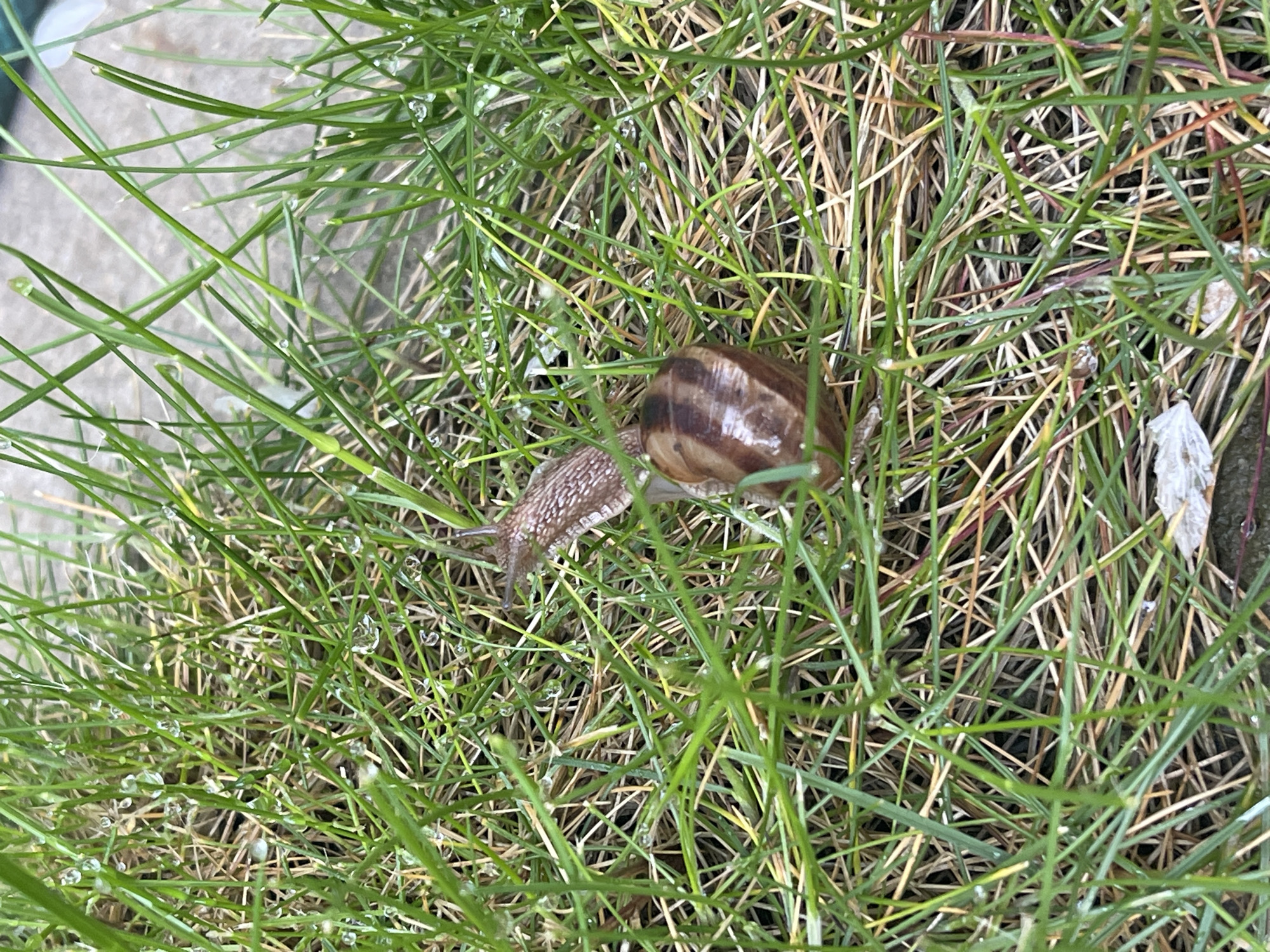 A snail is on green and brown grass. The shell of the snail is brown. The snail is moving left. It is a cloudy day. The location is possibly in a garden, based on the grass and cement visible. It is not possible to ascertain the city of Sofia, Bulgaria from this image.