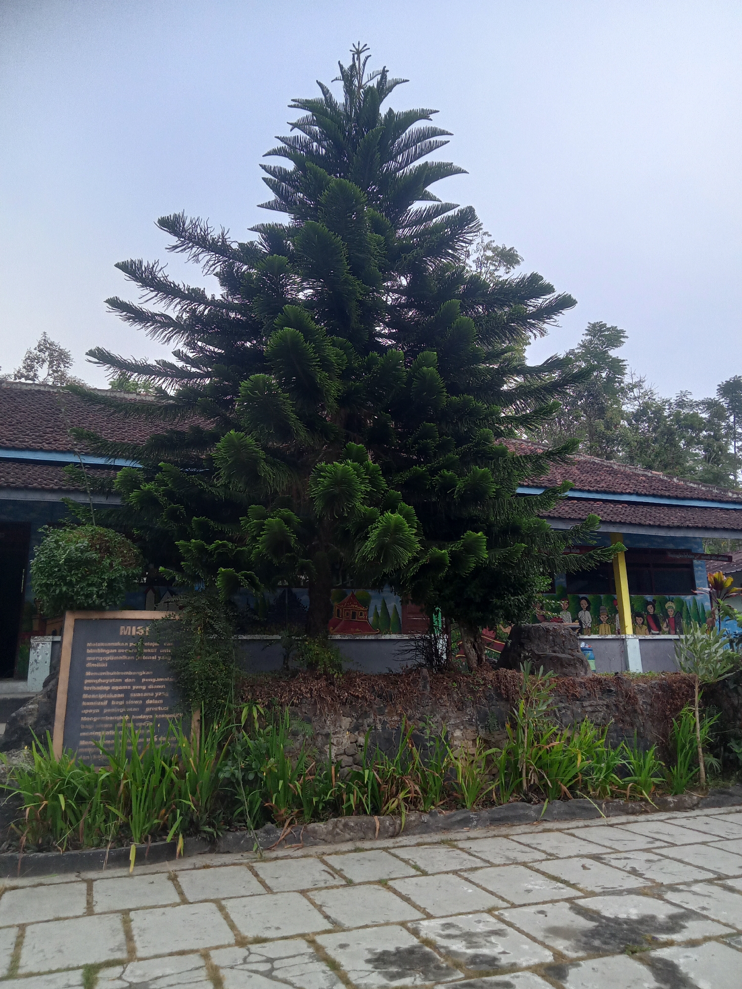 A large evergreen tree stands in front of a single-story building with a tiled roof in Kaligentong, Indonesia. The building has a mural depicting people on its lower section. A stone wall with overgrown vegetation runs along the front of the building, behind which the tree is situated. A paved walkway made of large square stones leads towards the building. A black signboard with text is visible to the left of the tree. The sky is overcast.