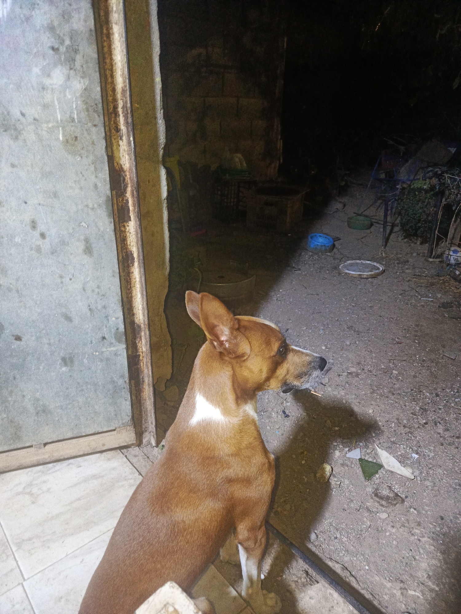 A medium-sized, short-haired dog with a brown coat and white markings on its chest and legs stands near the entrance of a building. The dog is facing to the right, with its ears perked up. The entrance consists of a weathered metal door or panel next to a concrete wall. The ground is gravel. In the background, various objects including bowls, a crate, and gardening equipment are visible. The environment is dimly lit. The location is unknown.