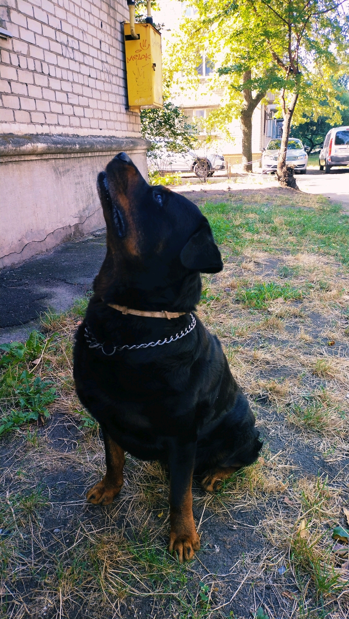 A Rottweiler dog is sitting outdoors in front of a brick building in Horishni Plavni, Ukraine. The dog is facing left, looking upwards towards a yellow gas meter attached to the building. The dog has a metal chain collar. The ground is covered with dry grass and some patches of green. In the background, trees and parked cars are visible, suggesting an urban residential setting. The lighting indicates it is daytime.