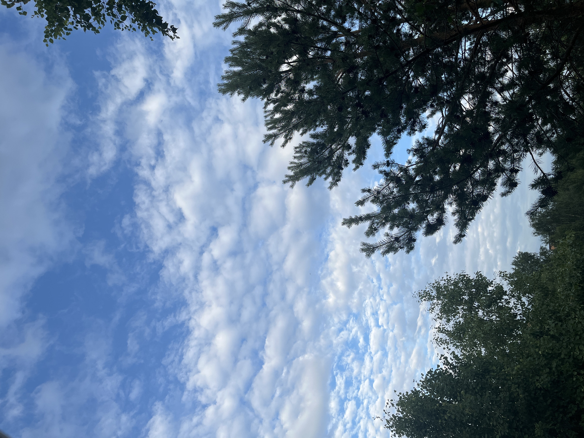 A low-angle shot captures a partially cloudy sky above a line of trees and foliage. The sky is a bright blue, dotted with scattered white cumulus clouds. In the foreground, the dark green needles of a pine tree branch dominate the right side of the frame, with some smaller branches and pinecones visible. To the left, a denser arrangement of deciduous trees with lighter green leaves forms a contrasting texture. The horizon line is not visible, as the focus is on the sky and the upper portions of the trees. The lighting suggests it is daytime, possibly late afternoon given the angle of the sun implied by the shadows. The scene appears to be an outdoor, natural environment within a city.