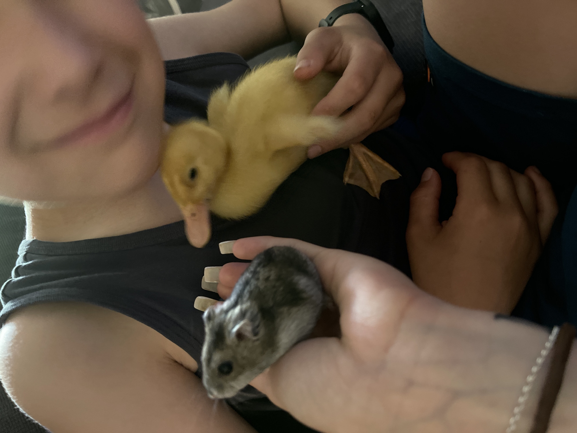 In an indoor setting, a young person in a dark tank top is holding a small, fluffy yellow duckling in their right arm and hand. The duckling is facing left with its beak slightly open. In the person's left hand, held out in front of them, is a small, gray and white hamster. The hamster is facing left and appears to be looking at the duckling. The background is dark and out of focus, with some hints of furniture. The lighting is natural and appears to be coming from the front. The overall scene captures an interaction between two small animals and a child.