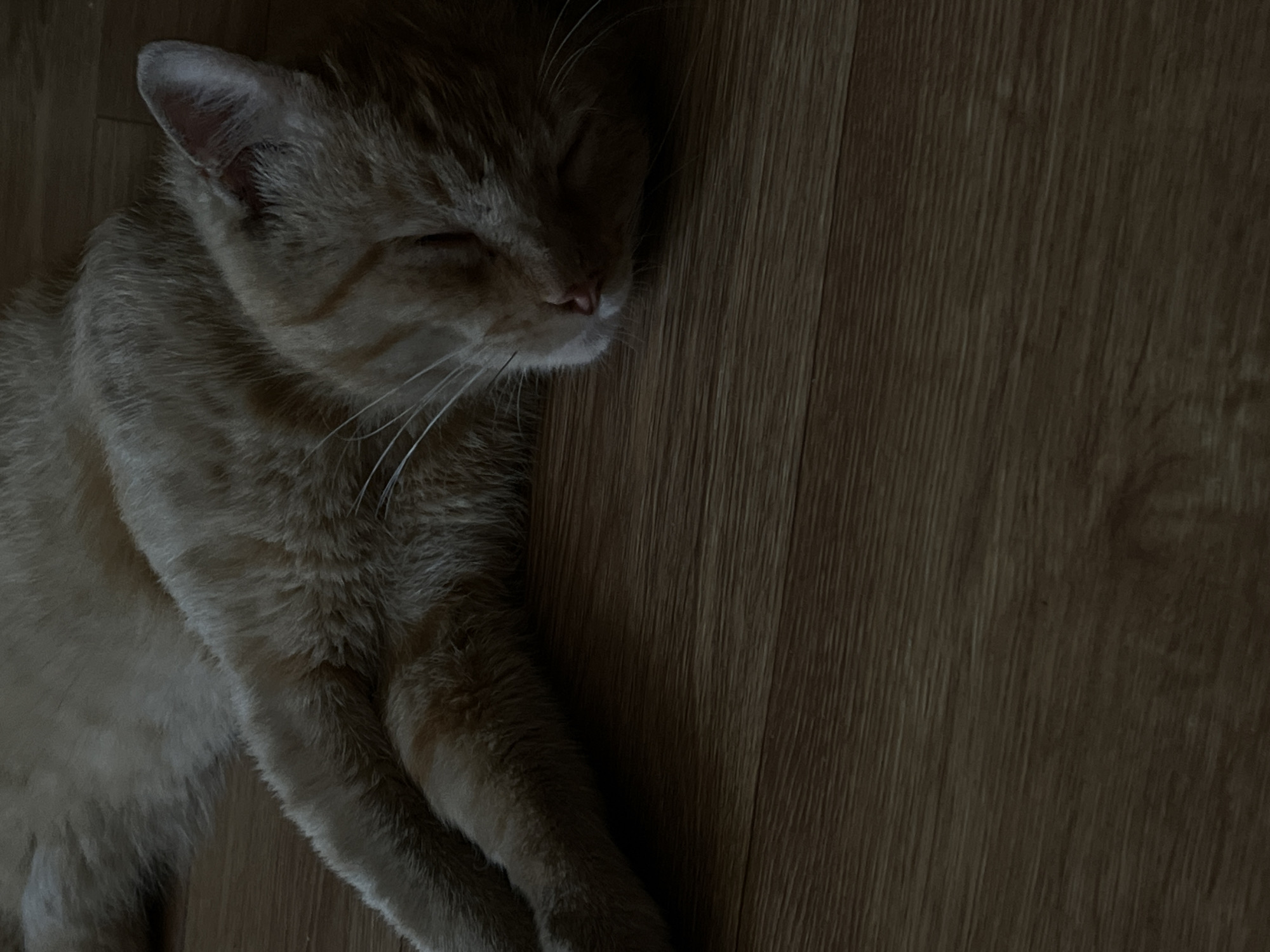 The media file shows a close-up, overhead shot of an orange tabby cat sleeping on a wooden floor. The cat is lying on its side with its eyes closed and its body relaxed. Its fur is a warm orange color with darker tabby markings. The wooden floor has a visible grain pattern. The lighting is dim, suggesting it might be nighttime or a dimly lit room. The overall mood is peaceful and tranquil, conveying a sense of comfort and rest. No people, text, or external location cues are visible within the frame. The image focuses entirely on the sleeping feline and its immediate surroundings.