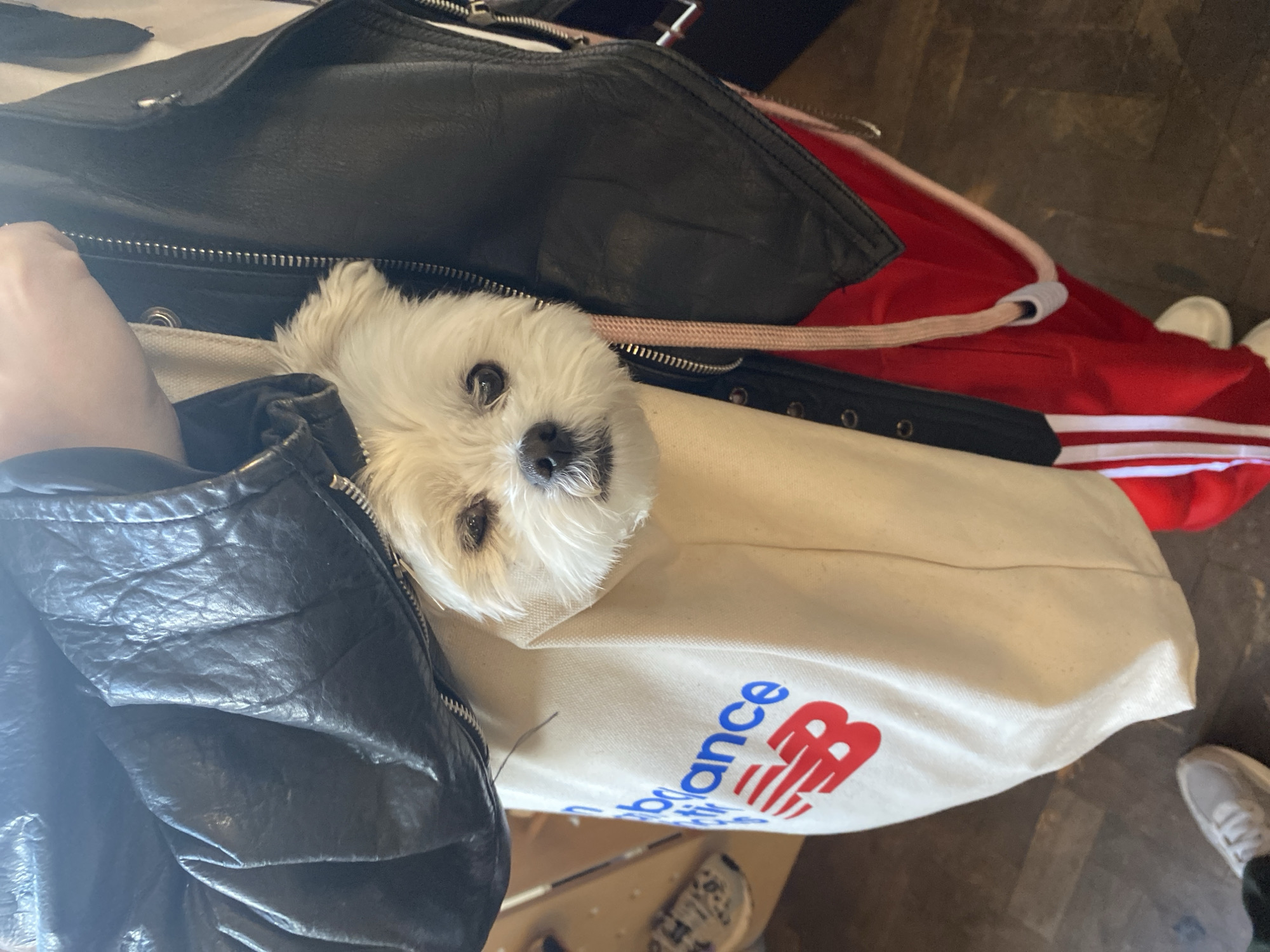 A Maltese dog peers out from a canvas tote bag. The bag has a "New Balance" logo. A black leather jacket and red and white striped shirt surround the bag. The scene is on a wooden surface. Part of a grey sneaker is in the lower right of the image.