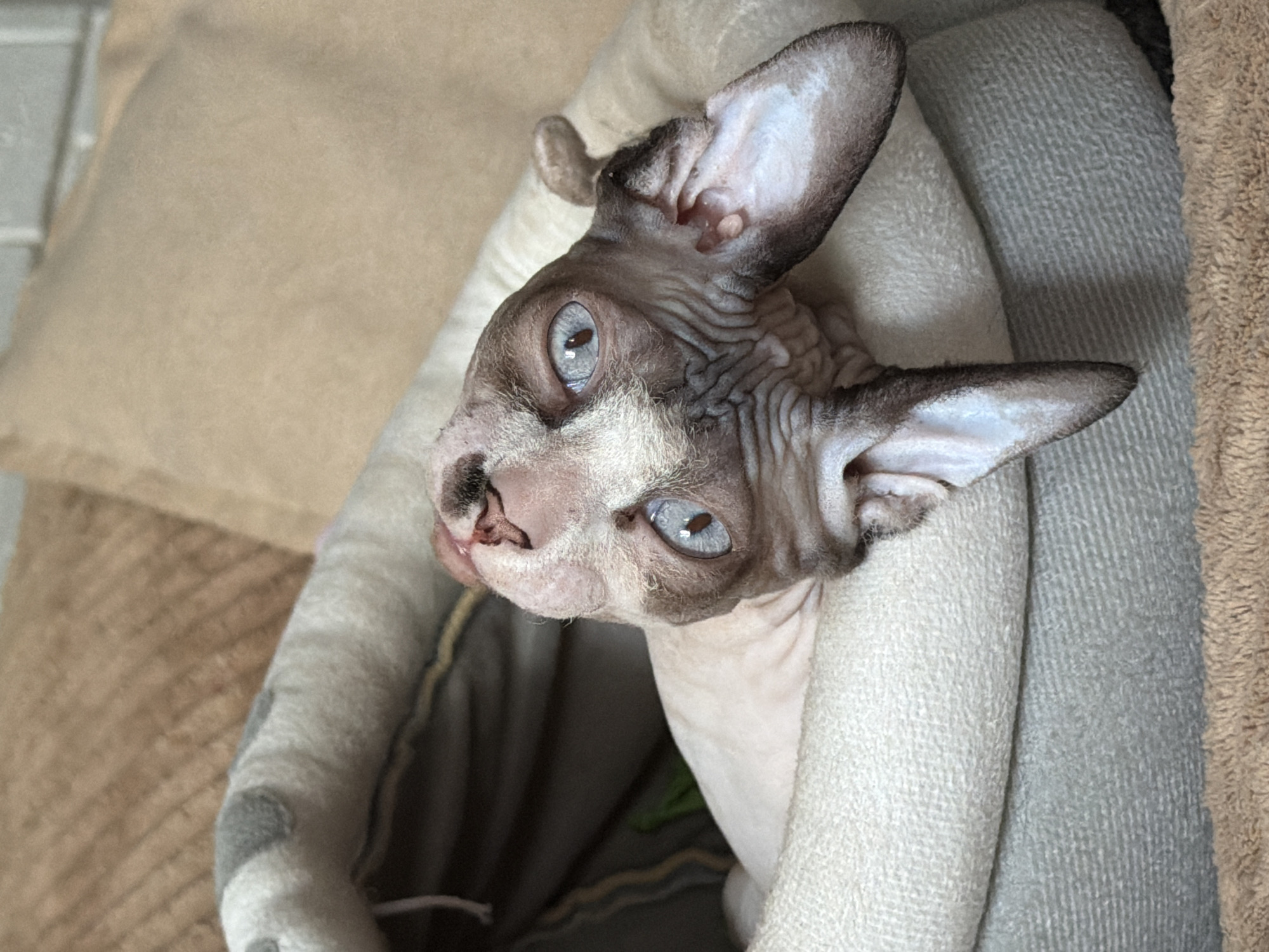 A light-colored, hairless cat with blue eyes and wrinkled skin is lying in a bed. The cat's head is tilted back, and its ears are large and prominent. The bed is made of soft fabric and appears to be a cat bed. The background is out of focus, but appears to be a room with a couch and a brick wall. The location is unknown.